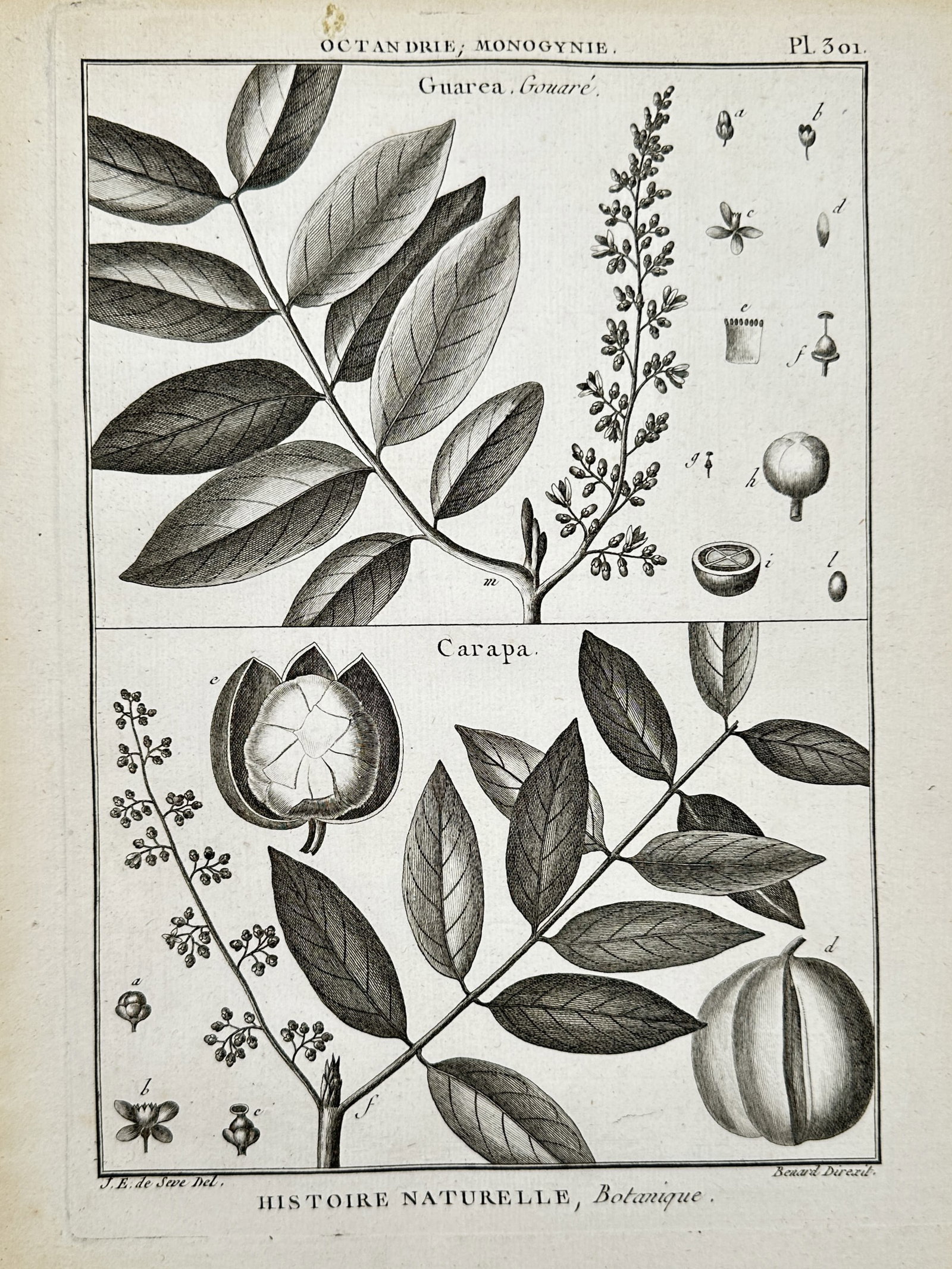 Robert Bénard (1734–1777) – View of Guarea and Carapa Botanical Species – Engraving (1762): "Guarea, Carapa" is a technical botanical engraving depicting the anatomical structures of two genera within the mahogany family (Meliaceae). The upper panel illustrates Guarea (labeled Gouaré), feat