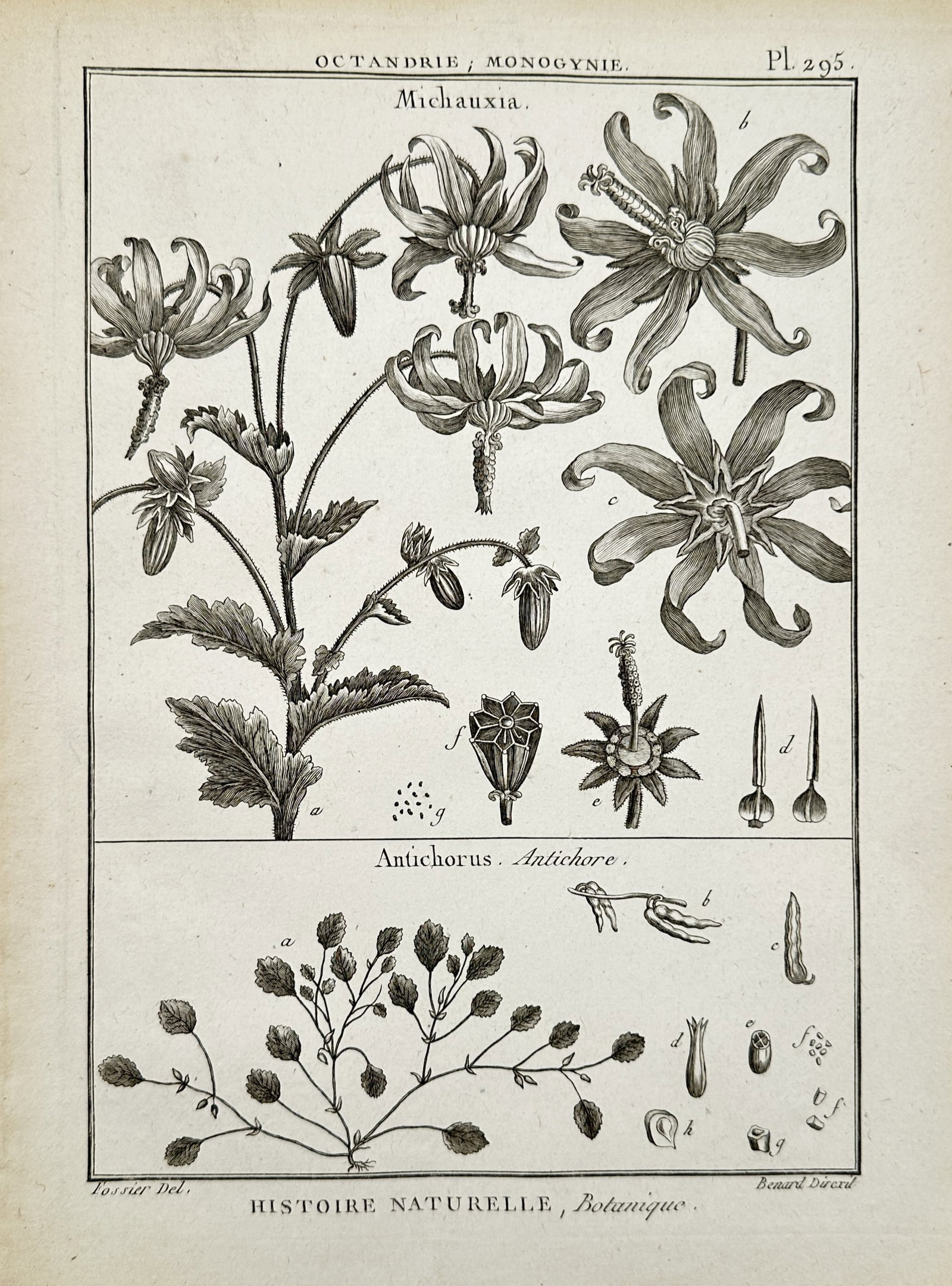 Robert Bénard (1734–1777) – View of Michauxia and Antichorus Botanical Species – Engraving: "Michauxia, Antichorus" is a technical botanical engraving depicting the anatomical structures of the Michauxia flower and the Antichorus shrub. The upper section illustrates the distinctive recurved 
