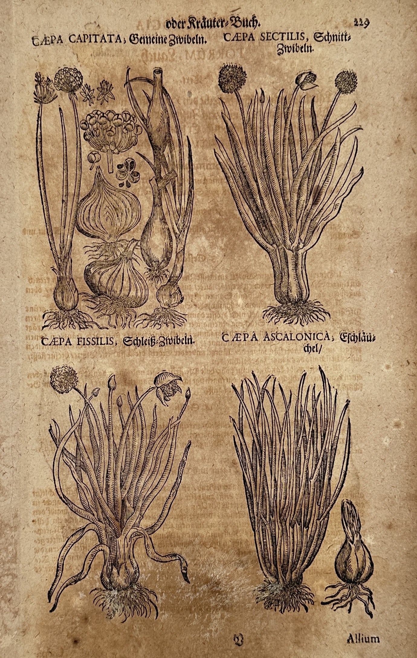 Pietro Andrea Mattioli (1501–1577) – Botanical Study of Onions and Chives – Woodcut (1586): "Cepa Capitata, Cepa Sectilis, Cepa Fissilis, Cepa Ascalonica" presents four distinct varieties of the Allium genus, including common onions, chives, and shallots, depicted with their root structures 
