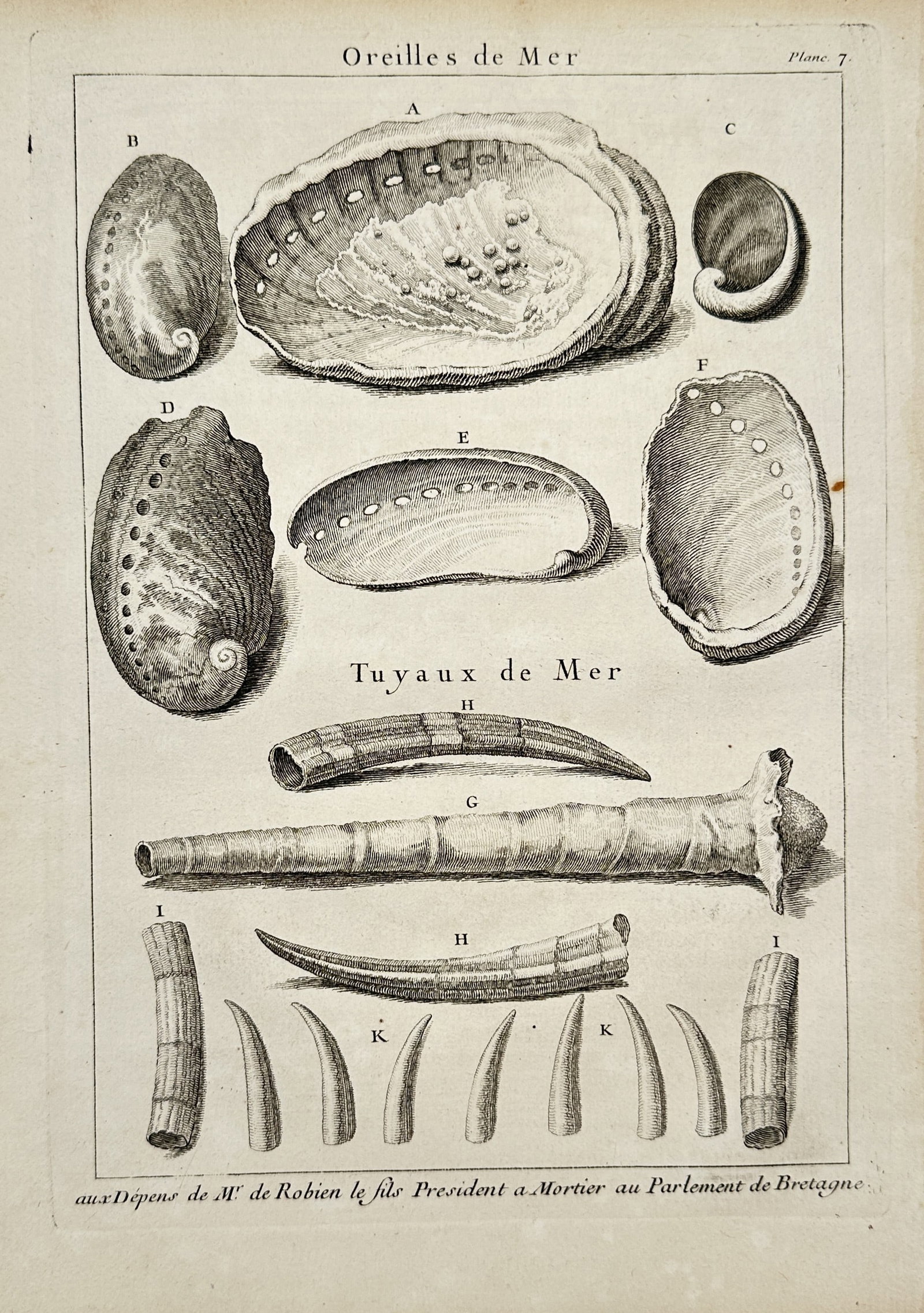 Robert Benard – Marine Shells and Sea Tubes – Copper engraving (1768): "Oreilles de Mer" and "Tuyaux de Mer" displays various specimens of abalone shells and tusk shells, rendered with scientific accuracy to show both interior and exterior textures. This copper engraving