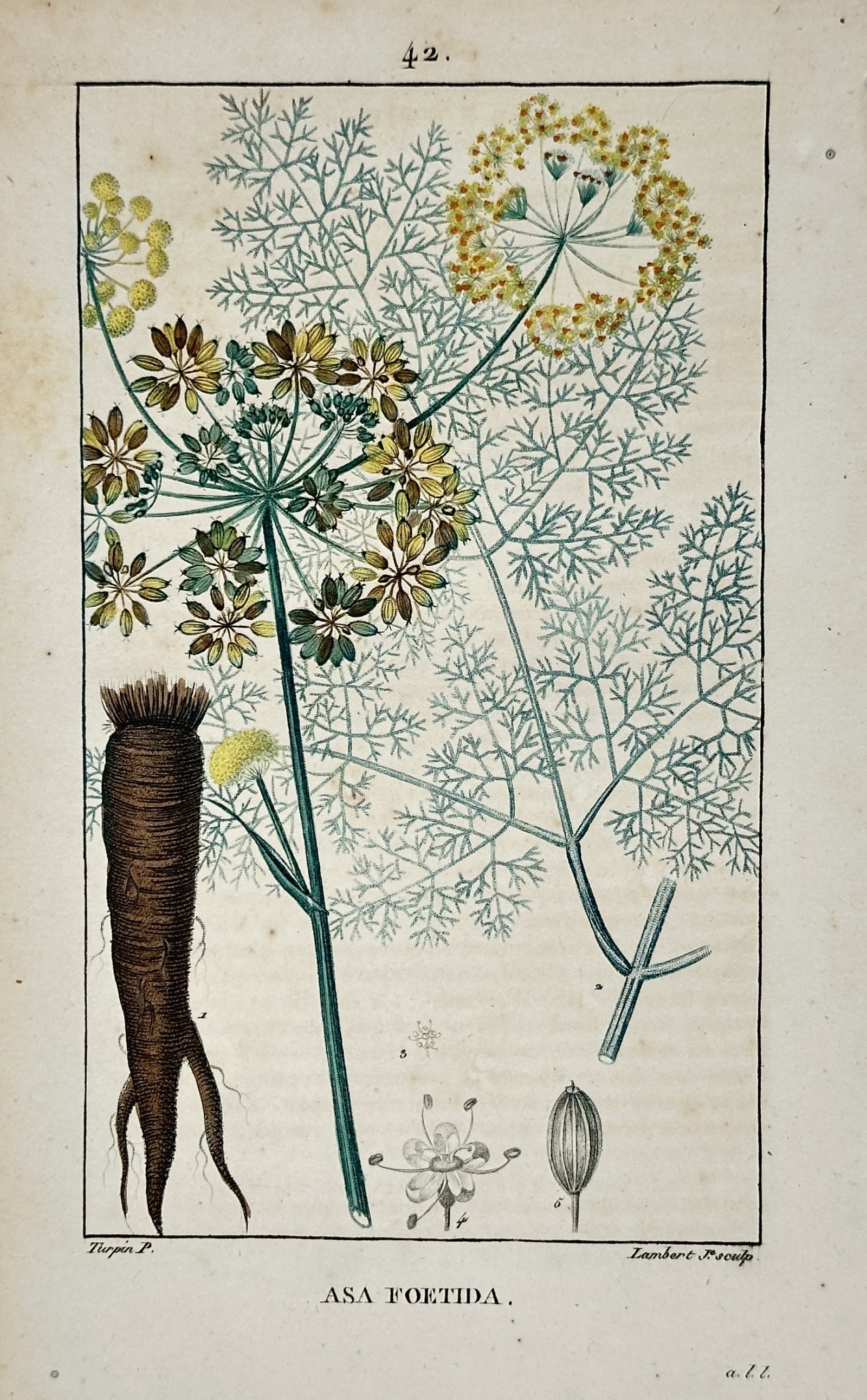 Pierre Jean François Turpin – Botanical Study of Asafoetida – Hand-coloured stipple engraving (1 of 2)