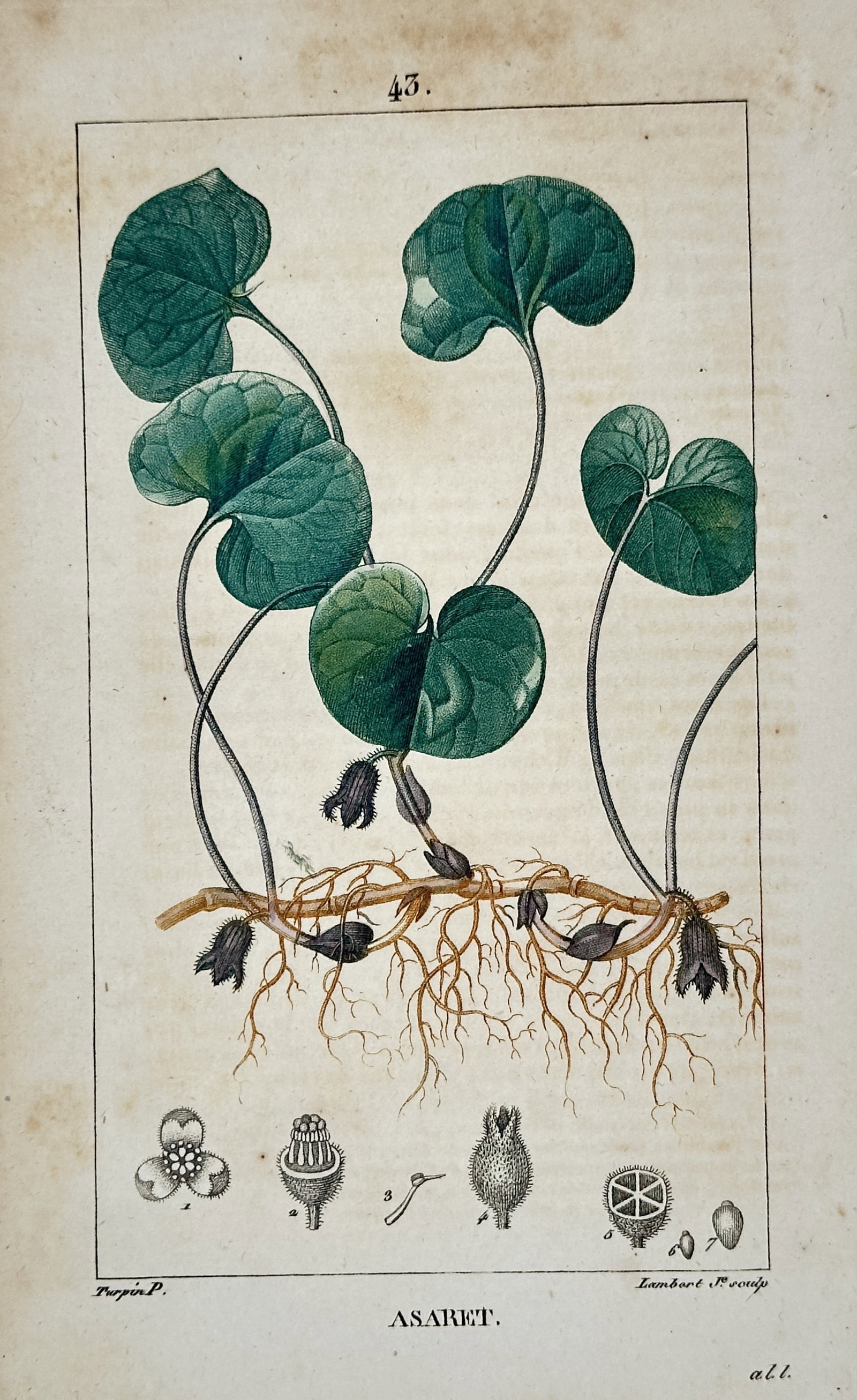 Pierre Jean François Turpin – Botanical Study of Asarabacca – Hand-coloured stipple engraving: "Asaret" illustrates the Asarum europaeum, commonly known as asarabacca or wild ginger, displaying its kidney-shaped leaves, low-growing flowers, and complex rhizome system. Below the main plant, seve