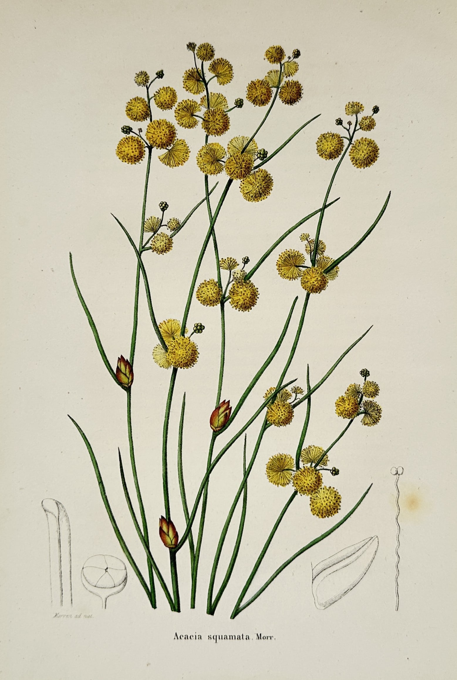 Charles Morren (1807–1858) – Botanical Study of Acacia Squamata – Hand-coloured lithograph: "Acacia squamata. Morr." illustrates a vibrant flowering specimen of the scaly wattle, featuring its characteristic globular yellow flower heads and slender, leafless phyllodes. The plate includes det