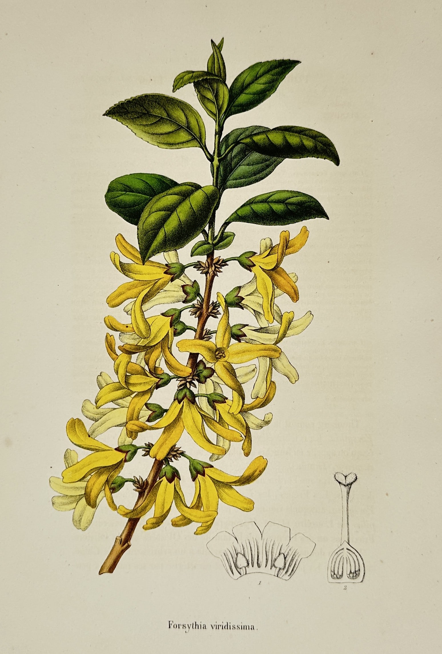 Charles Morren (1807–1858) – Botanical Study of Forsythia Viridissima – Hand-coloured (1 of 2)