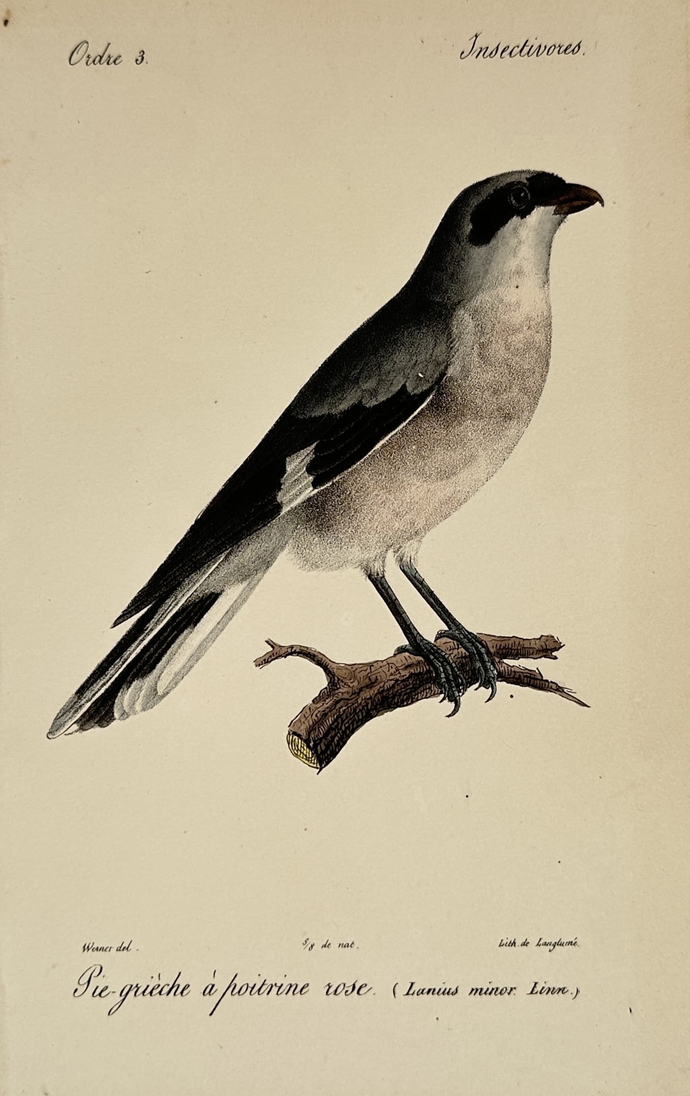 Jean-Charles Werner – Study of a Lesser Grey Shrike – Hand-coloured lithograph (1820–1839) (1 of 2)