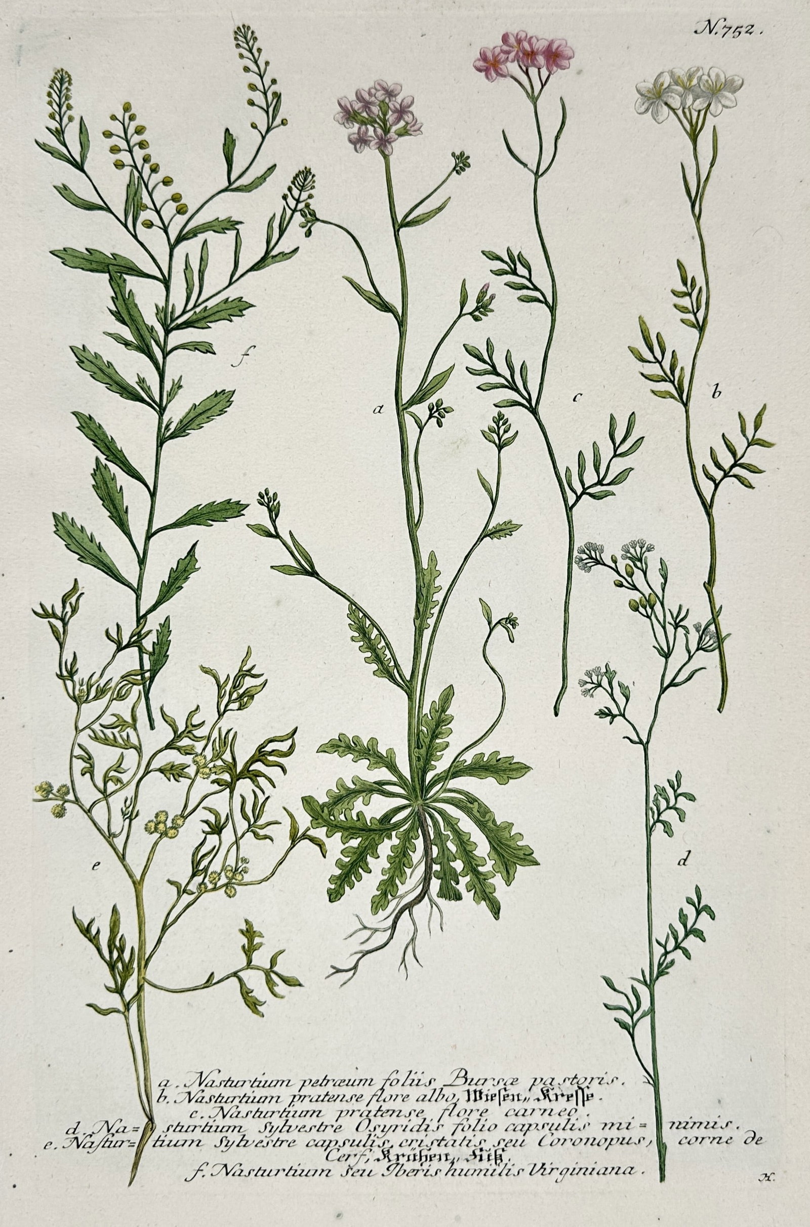 Johann Wilhelm Weinmann – Botanical Study of Cress Varieties – Hand-coloured mezzotint (1742): "Nasturtium petraeum, Nasturtium pratense, Nasturtium Sylvestre" illustrates several species of cress and wild mustard plants, displaying their delicate pink and white floral clusters and varied leaf 