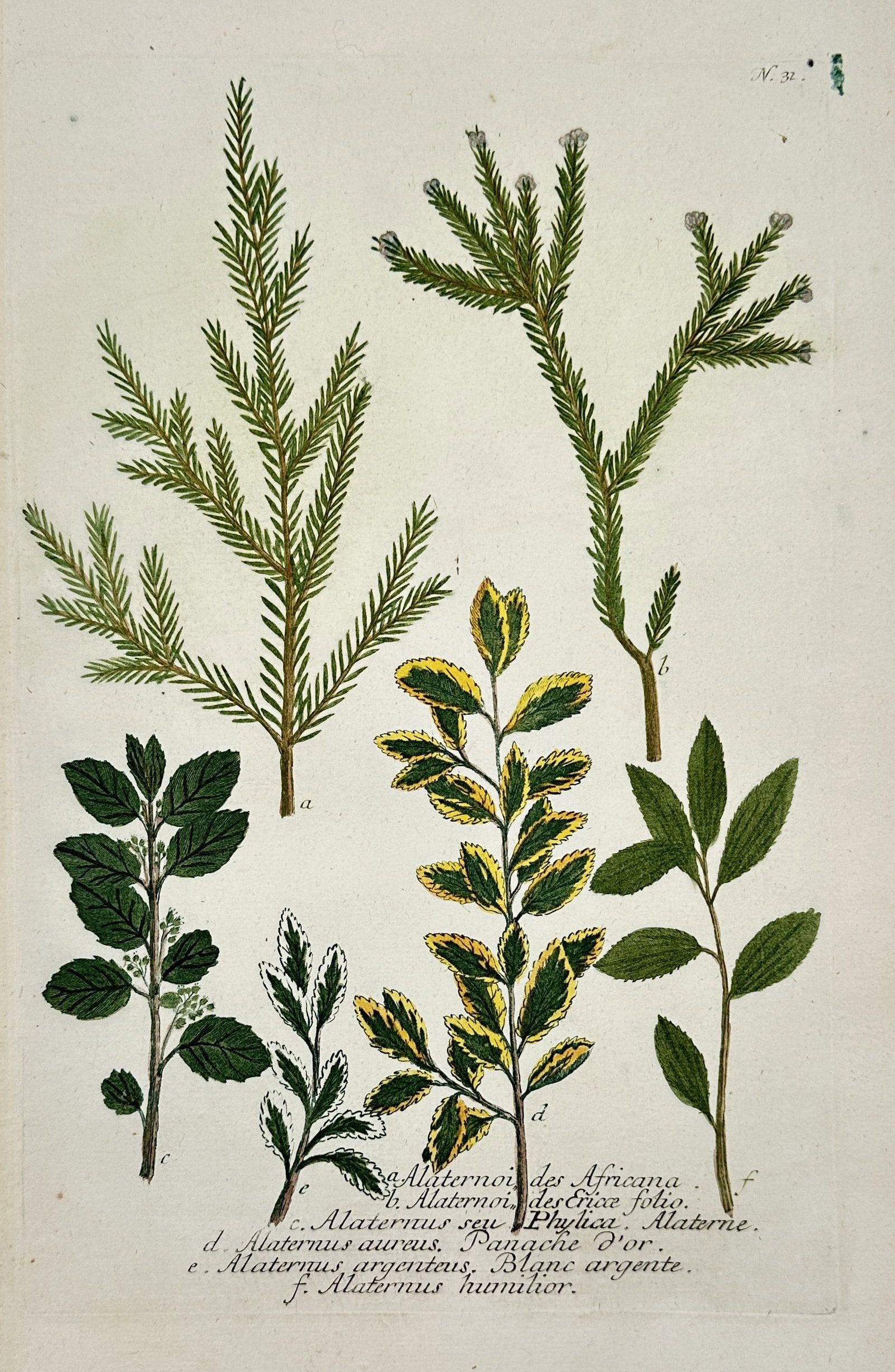 Johann Wilhelm Weinmann – Botanical Study of African Alaternus and Buckthorn Varieties: "Alaternoides Africana, Alaternus seu Phylica, Alaternus aureus, Alaternus argenteus" illustrates several varieties of evergreen shrubs including buckthorn and African heather species, showing diverse
