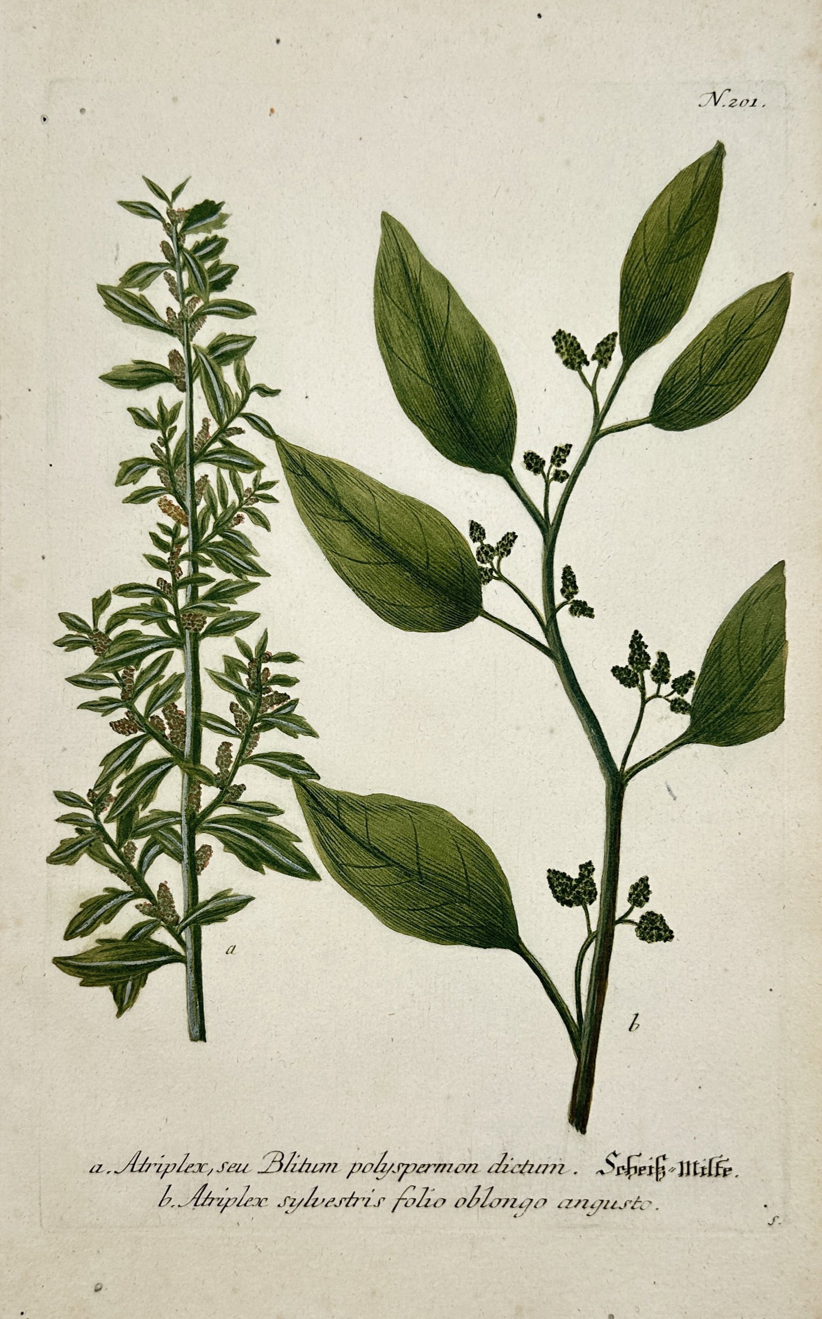 Johann Wilhelm Weinmann – Botanical Study of Saltbush and Orache Varieties (1 of 2)