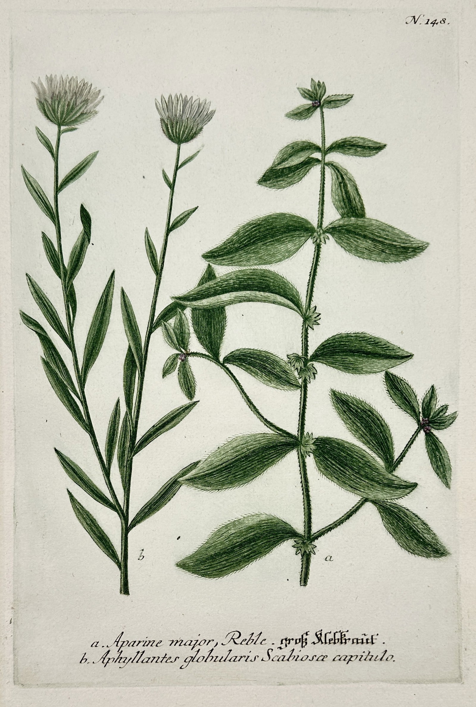 Johann Wilhelm Weinmann – Botanical Study of Bedstraw and Blue-daisy Varieties (1 of 2)