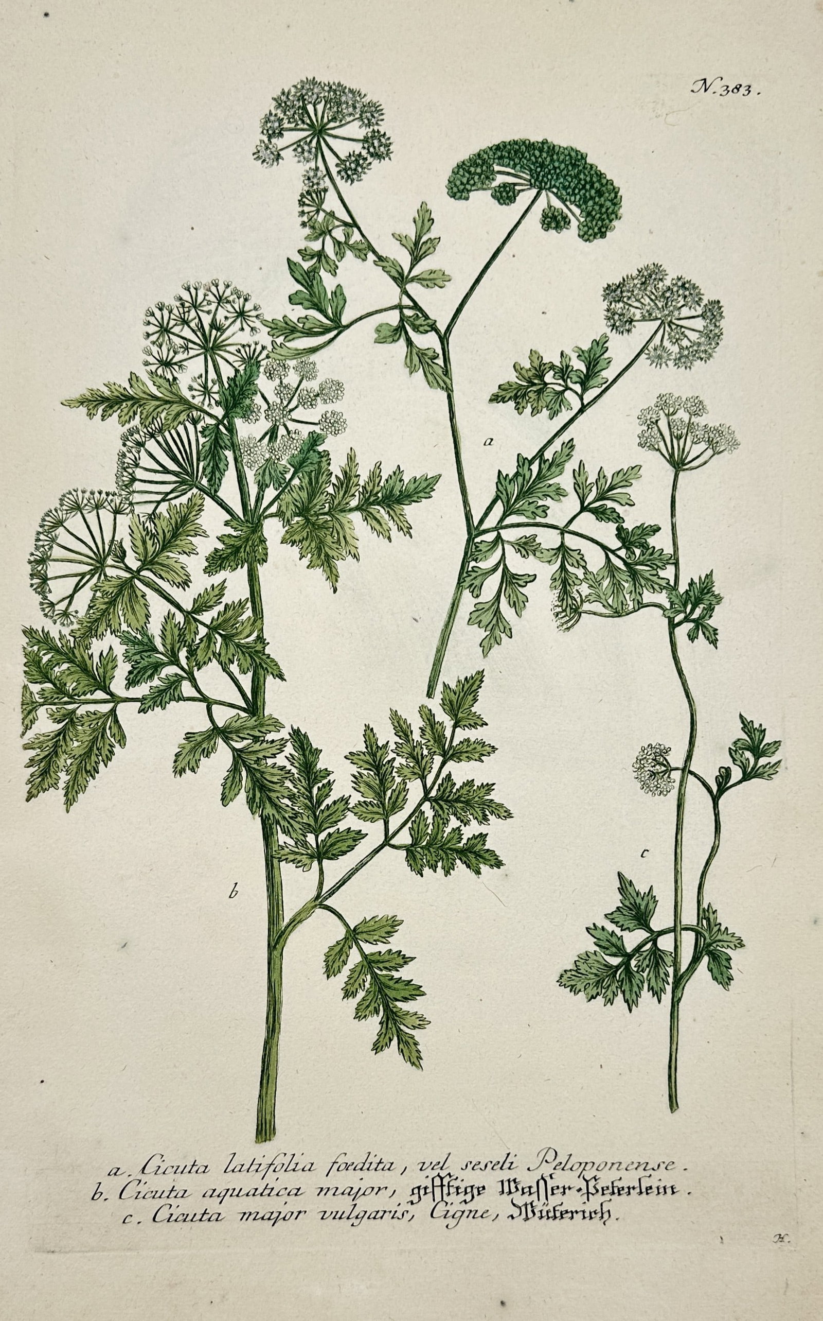 Johann Wilhelm Weinmann – Botanical Study of Water Hemlock and Cowbane Varieties (1 of 2)