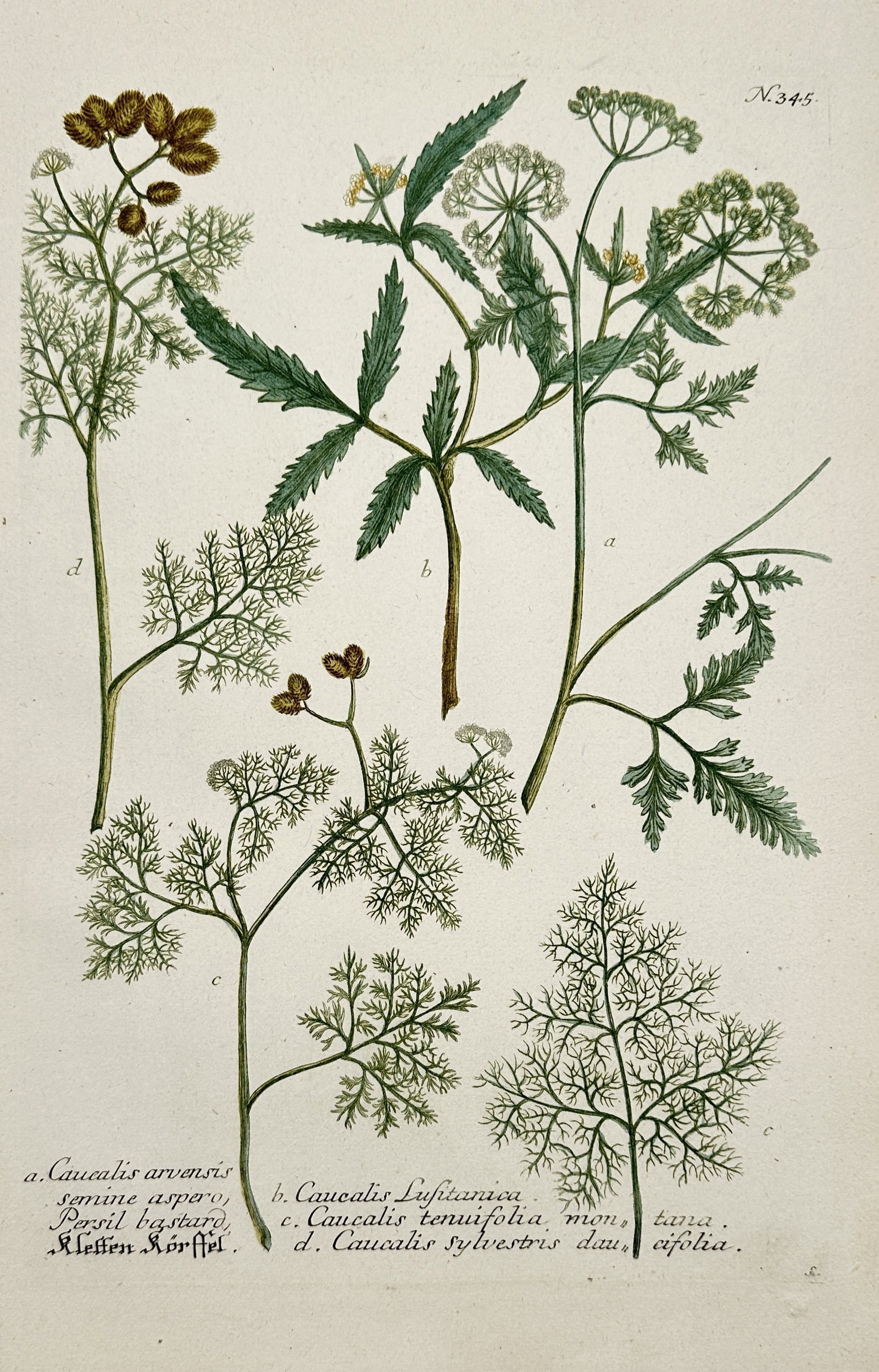 Johann Wilhelm Weinmann – Botanical Study of Bur-parsley and Carrot Varieties (1 of 2)