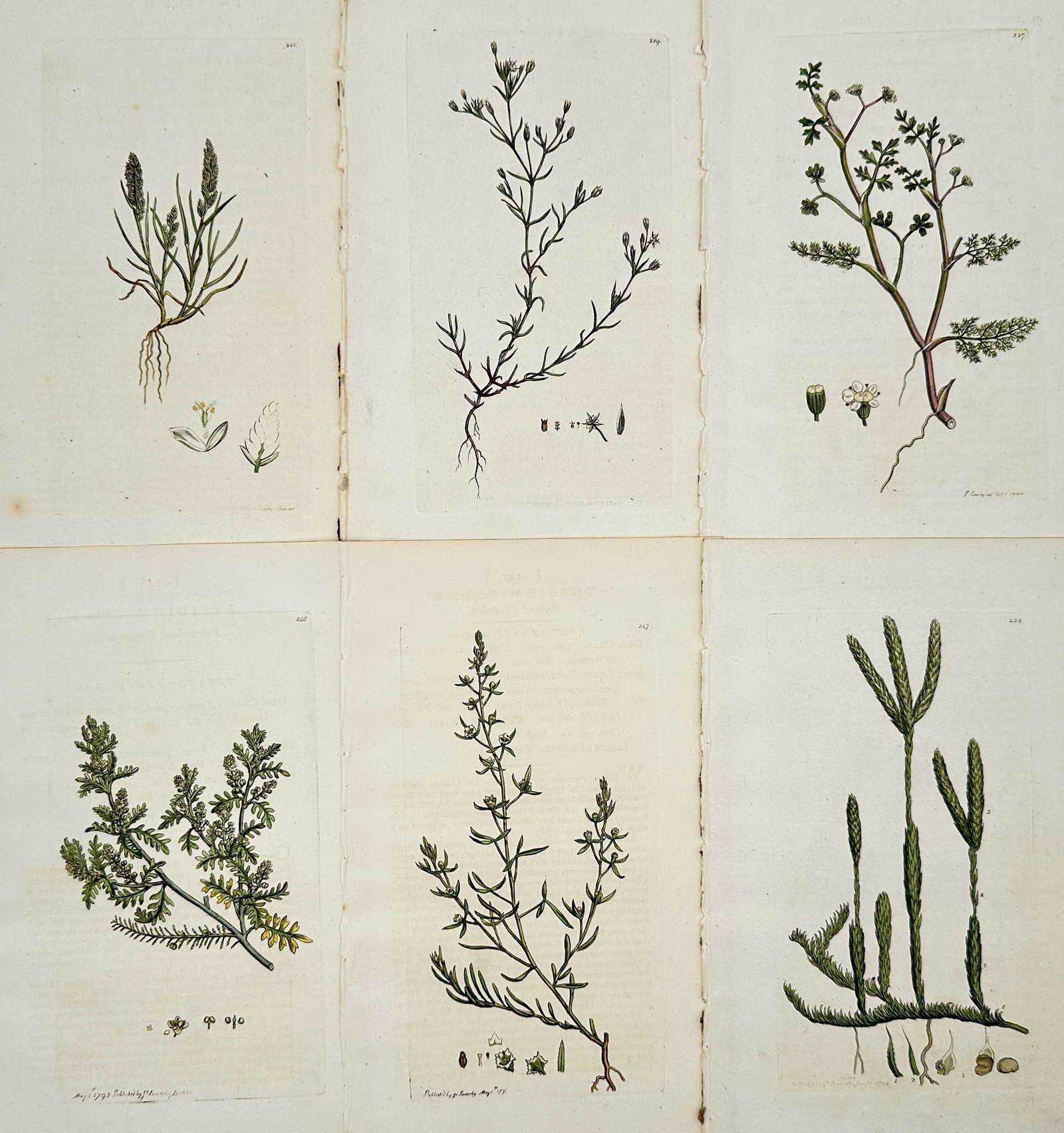 James Sowerby – Set of 6: Studies of British Wildflowers and Coastal Plants: "English Botany" features a variety of botanical specimens including glasswort, sea-heath, and small-flowered herbs, each shown with their root systems and detailed floral dissections. These plates em