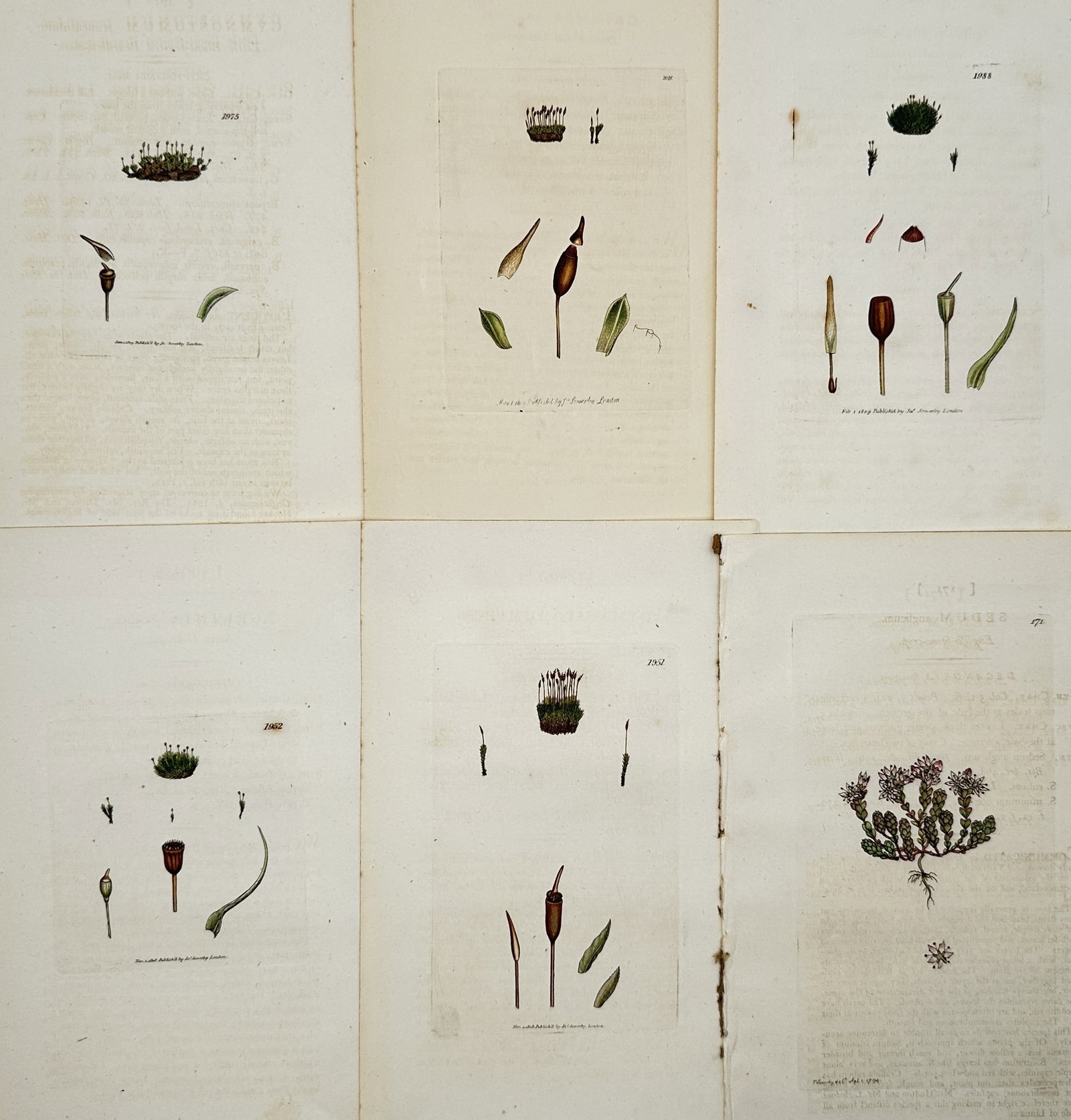 James Sowerby – Set of 6: Botanical Studies of Mosses and Sedum (1 of 2)