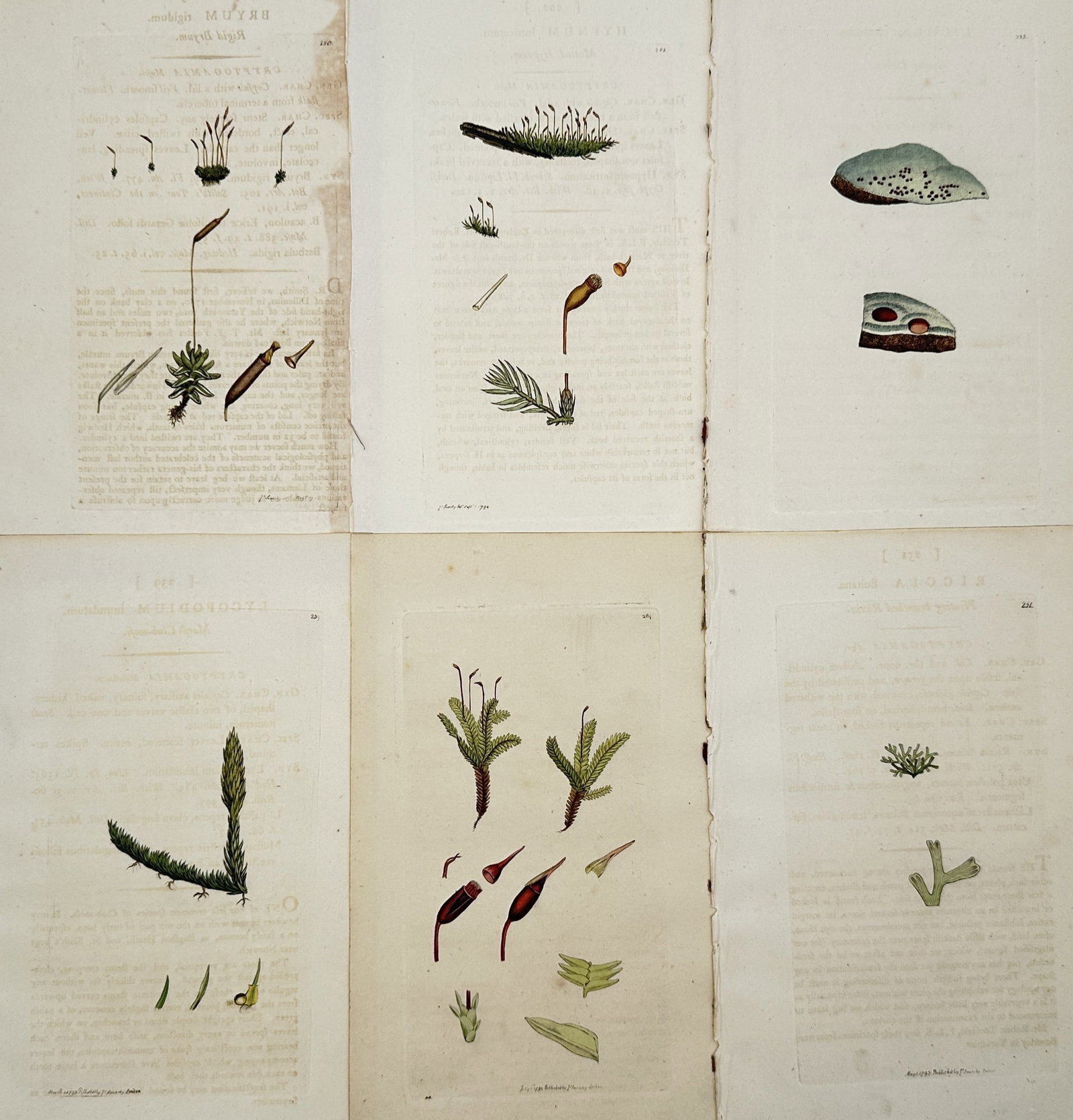 James Sowerby – Set of 6: Botanical Studies of Mosses, Lycopods, and Lichens (1 of 2)