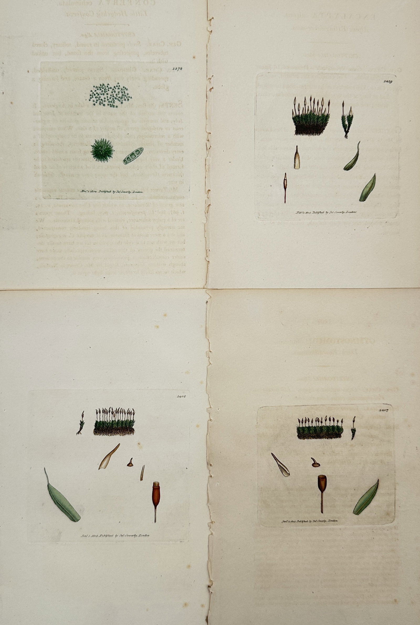 James Sowerby – Set of 4: Botanical Studies of Algae and Mosses (1 of 2)