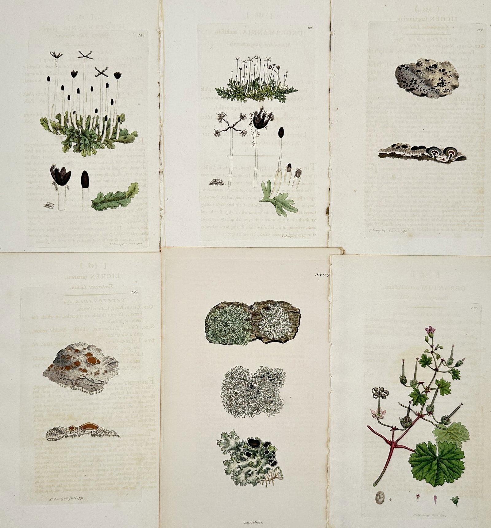 James Sowerby – Set of 6: Botanical Studies of Lichens, Liverworts, and Geranium (1 of 2)