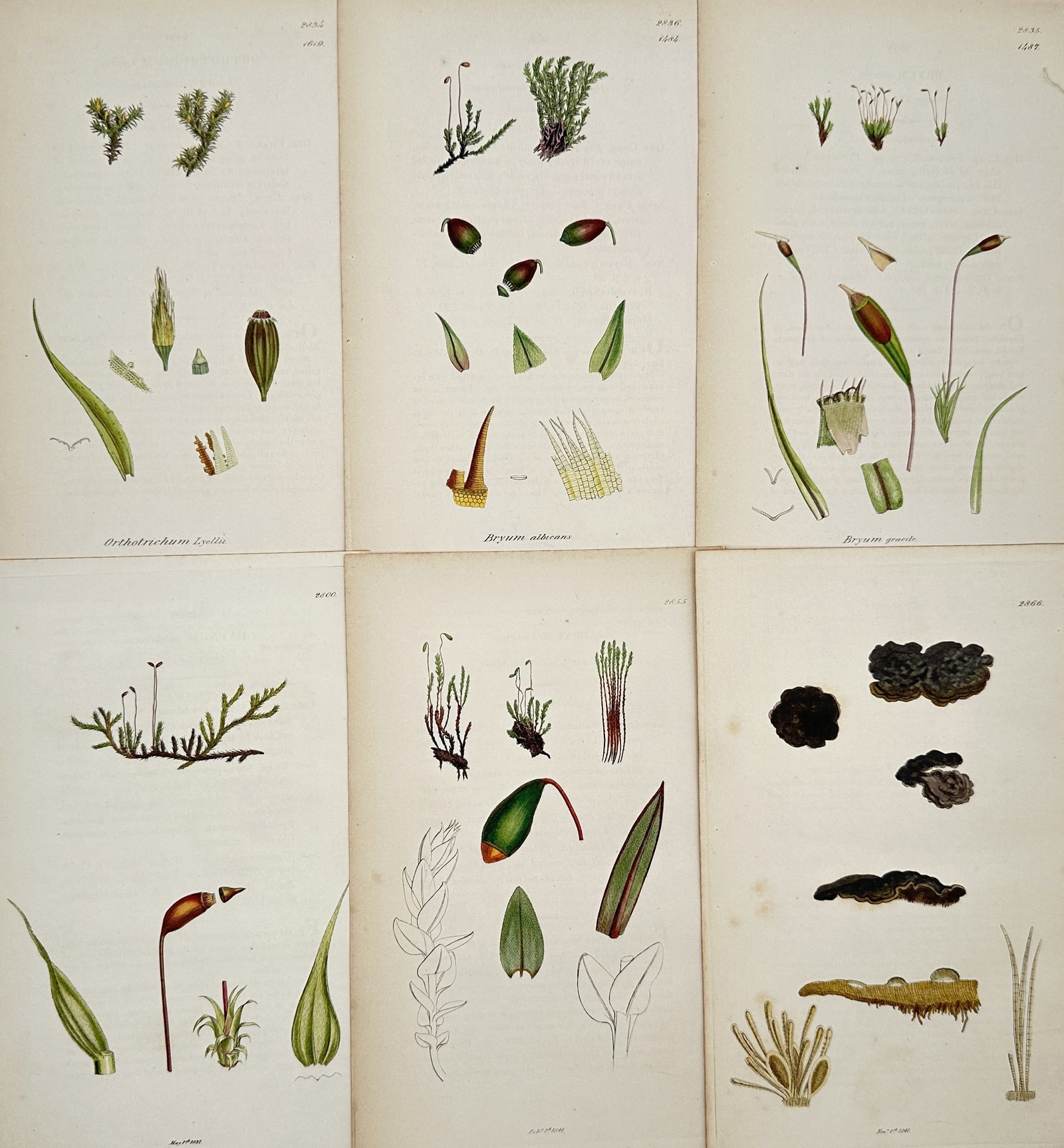 James Sowerby – Set of 6: Studies of British Lichens, Mosses, and Geraniums (1 of 2)