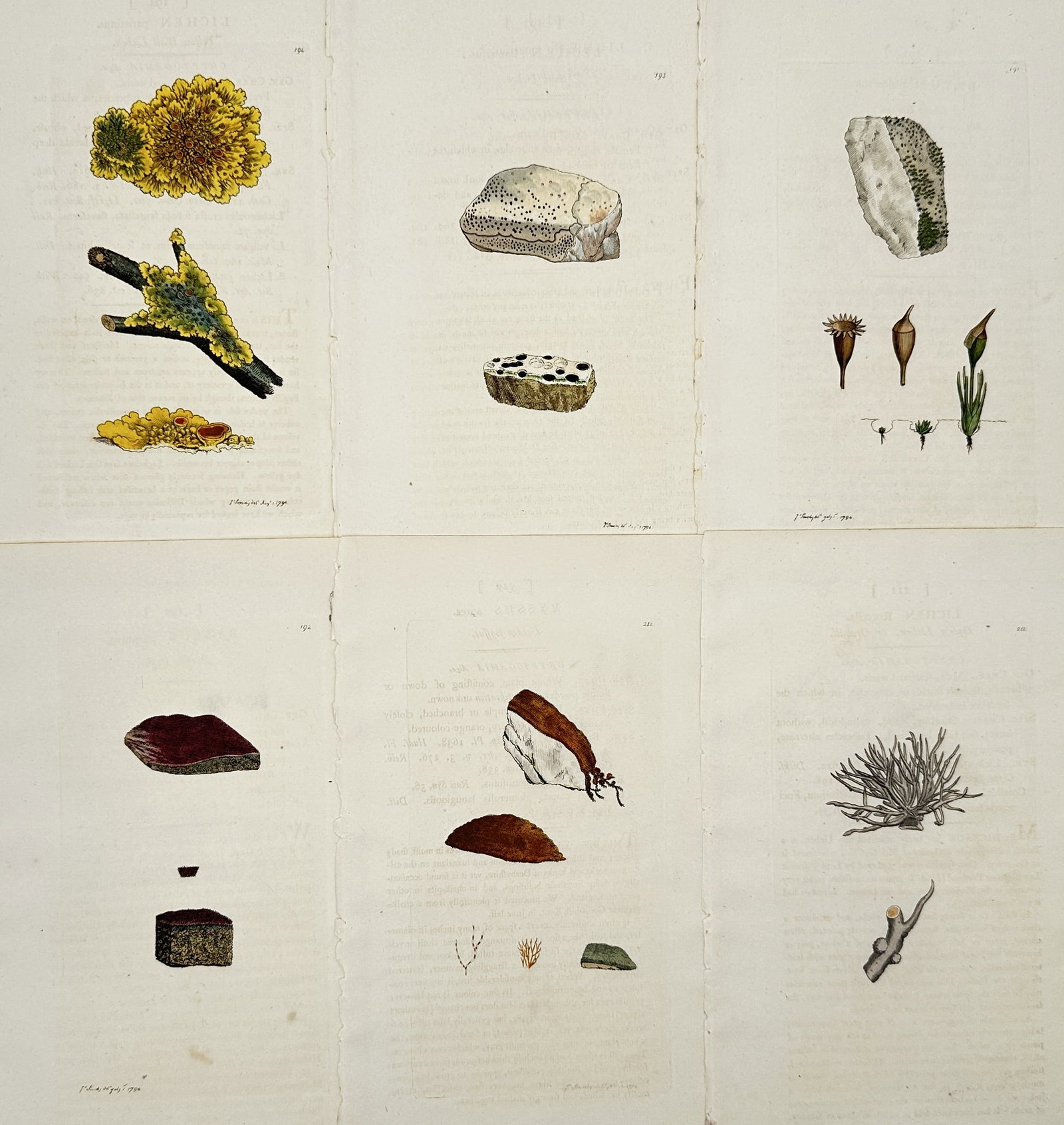 James Sowerby – Set of 6: Studies of British Lichens and Saxicolous Flora: "English Botany" depicts various species of lichens and mosses, particularly those that grow on rocks and tree bark, including bright yellow Xanthoria and dark crustose varieties. The plates focus on 