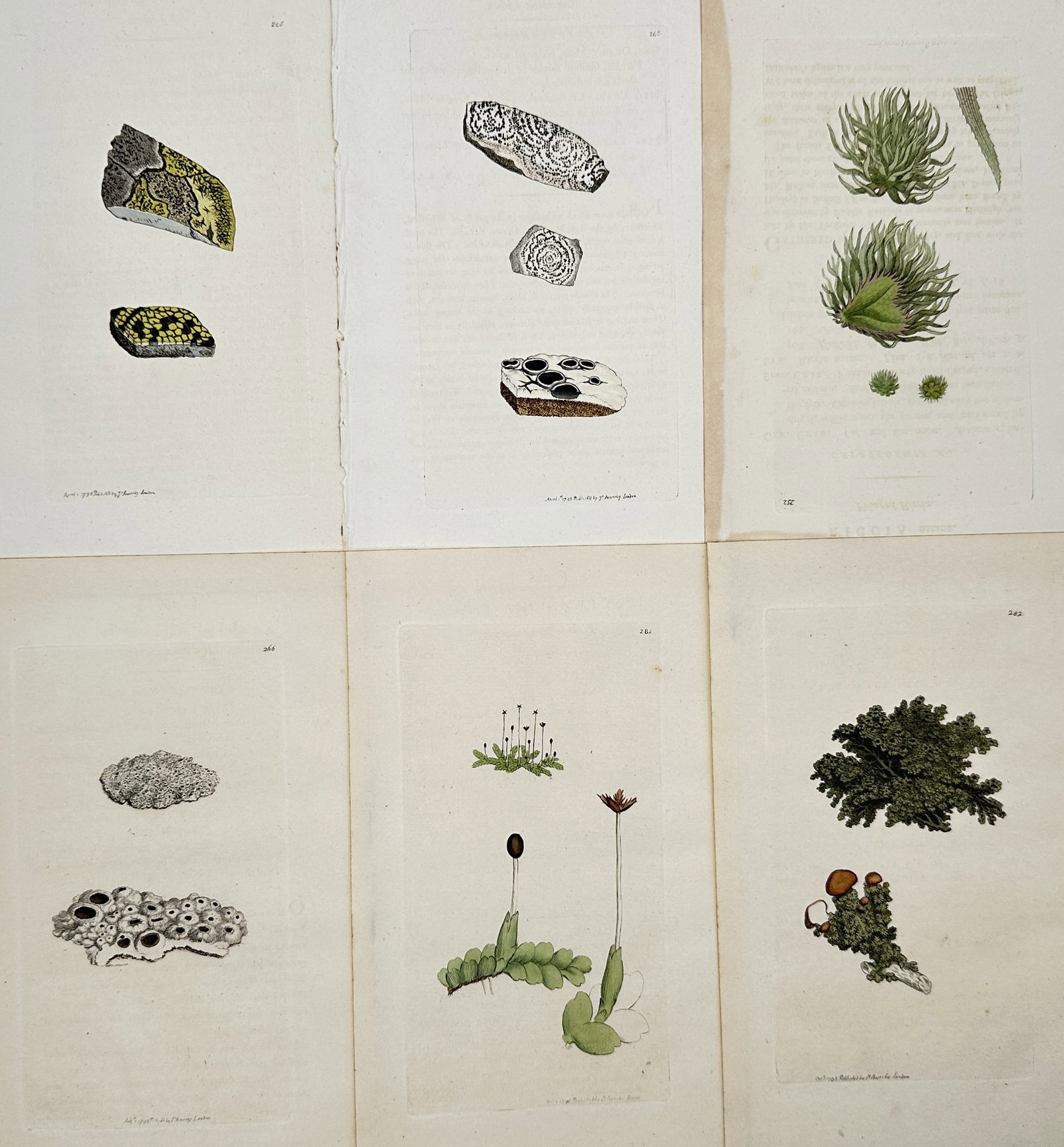 James Sowerby – Set of 6: Studies of British Cryptogams and Lichens: "English Botany" provides a comprehensive visual study of British cryptogams, including various species of crustose lichens growing on stone, as well as liverworts and specialized mosses like Jungerma