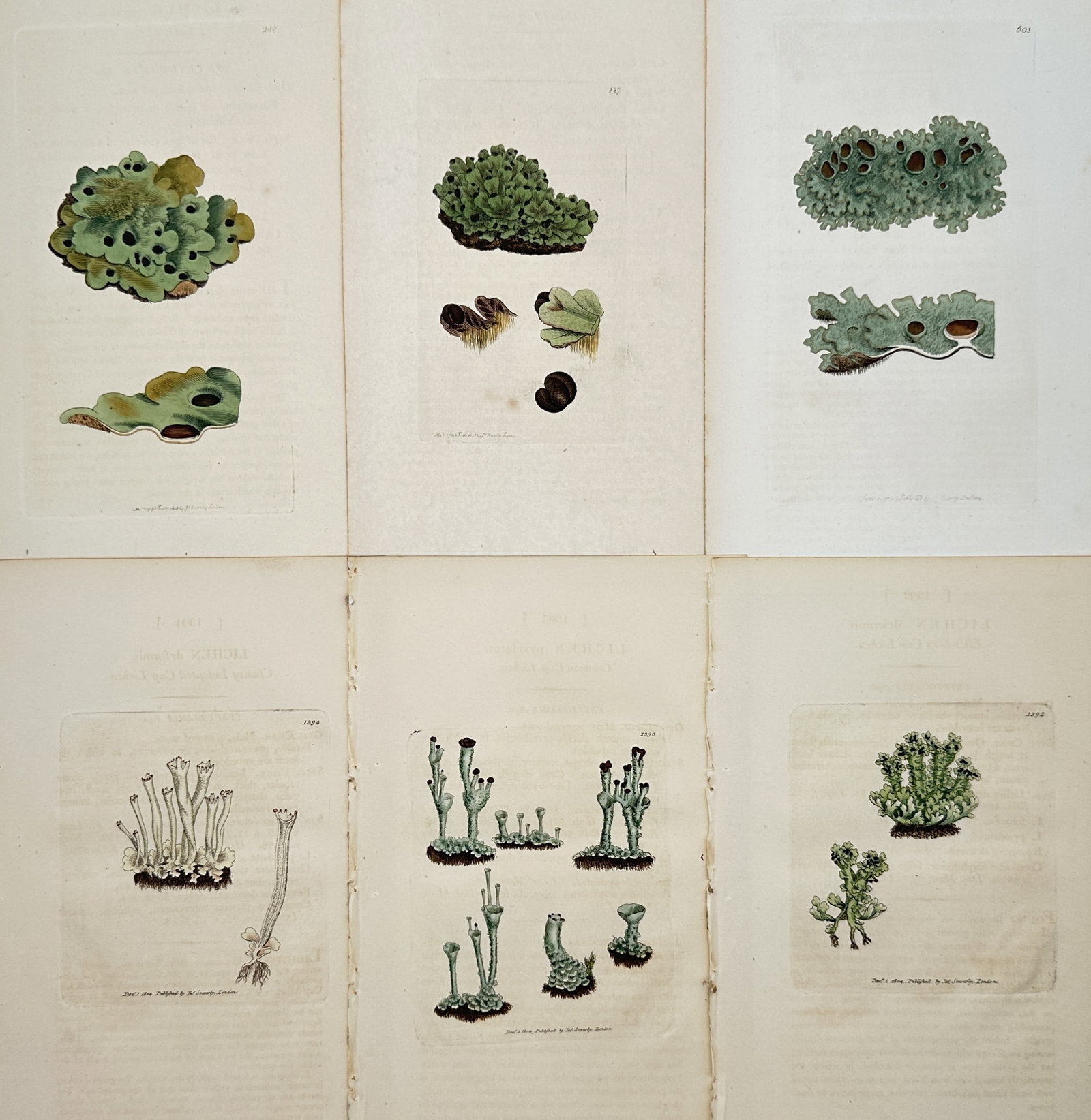 James Sowerby – Set of 6: Studies of British Lichens and Cup Fungi (1 of 2)