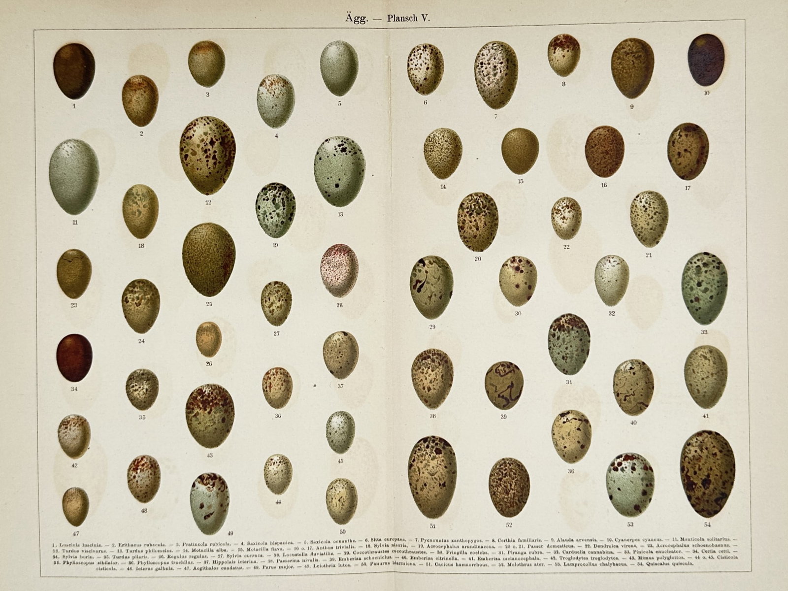 Johann Friedrich Naumann – Comparative Study of European Bird Eggs – Chromolithograph (1905): "Ägg — Plansch V" presents a systematic arrangement of fifty-four bird eggs, illustrating the remarkable diversity in size, base colour, and speckling patterns among various European species. The p