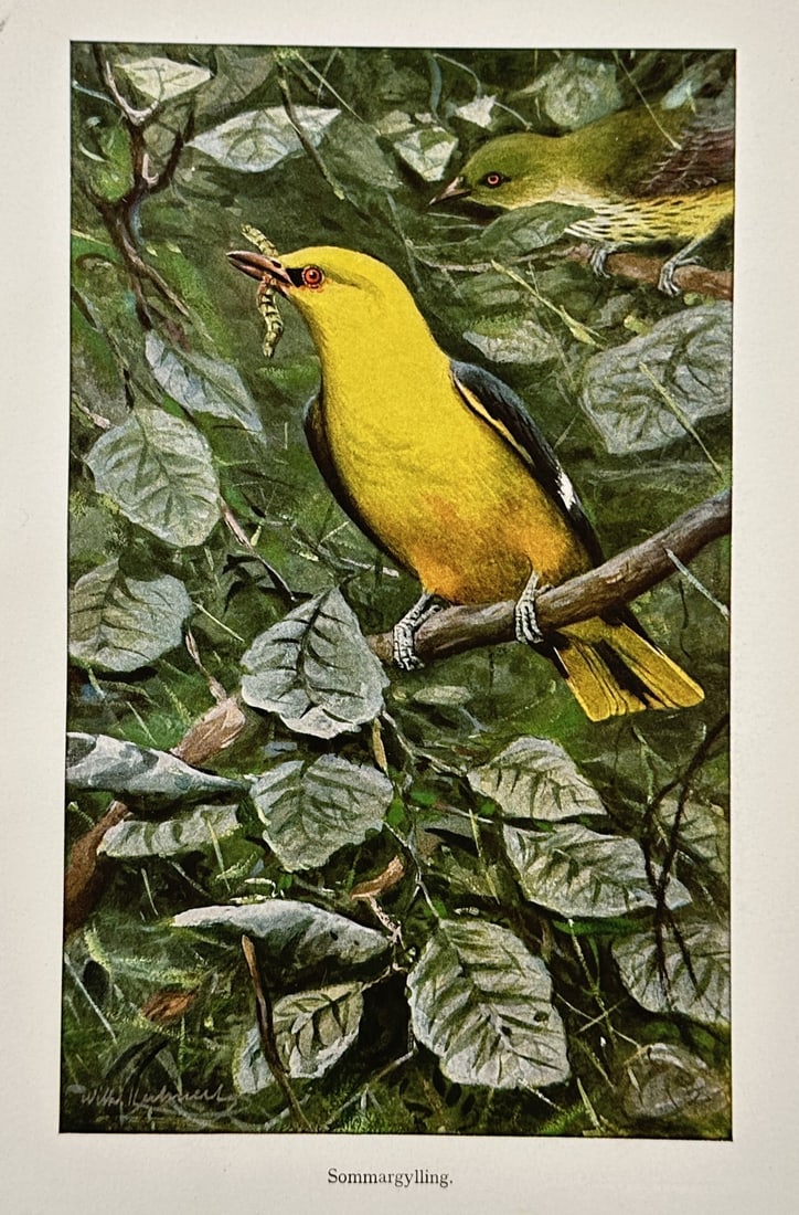 Wilhelm Kuhnert (1865–1926) – Study of the Eurasian Golden Oriole – Lithograph (1905): "Sommargylling" depicts a pair of Eurasian Golden Orioles within a dense leafy canopy, with the vibrant yellow male positioned in the foreground and the greenish female visible behind. This lithograph