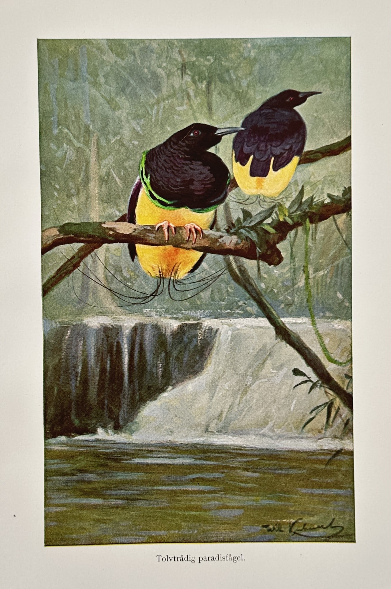 Wilhelm Kuhnert (1865–1926) – Study of Twelve-wired Birds of Paradise – Lithograph (1905) (1 of 2)