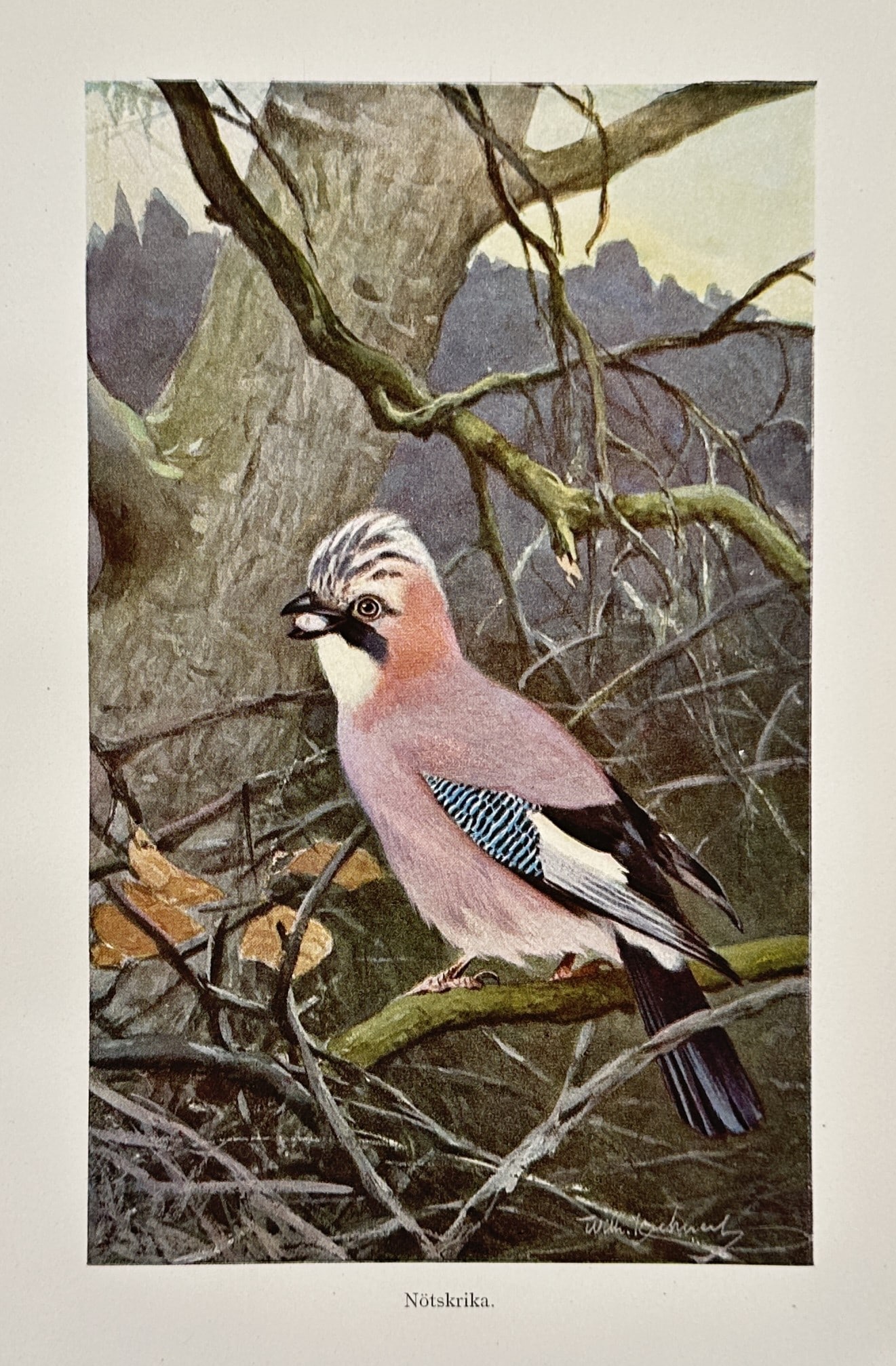 Wilhelm Kuhnert (1865–1926) – Study of a Eurasian Jay – Lithograph (1905): "Nötskrika" depicts a Eurasian jay perched on a woodland branch, showcasing its distinctive pinkish-brown plumage, black malar stripe, and vibrant blue wing coverts. This lithograph belongs to a Swed
