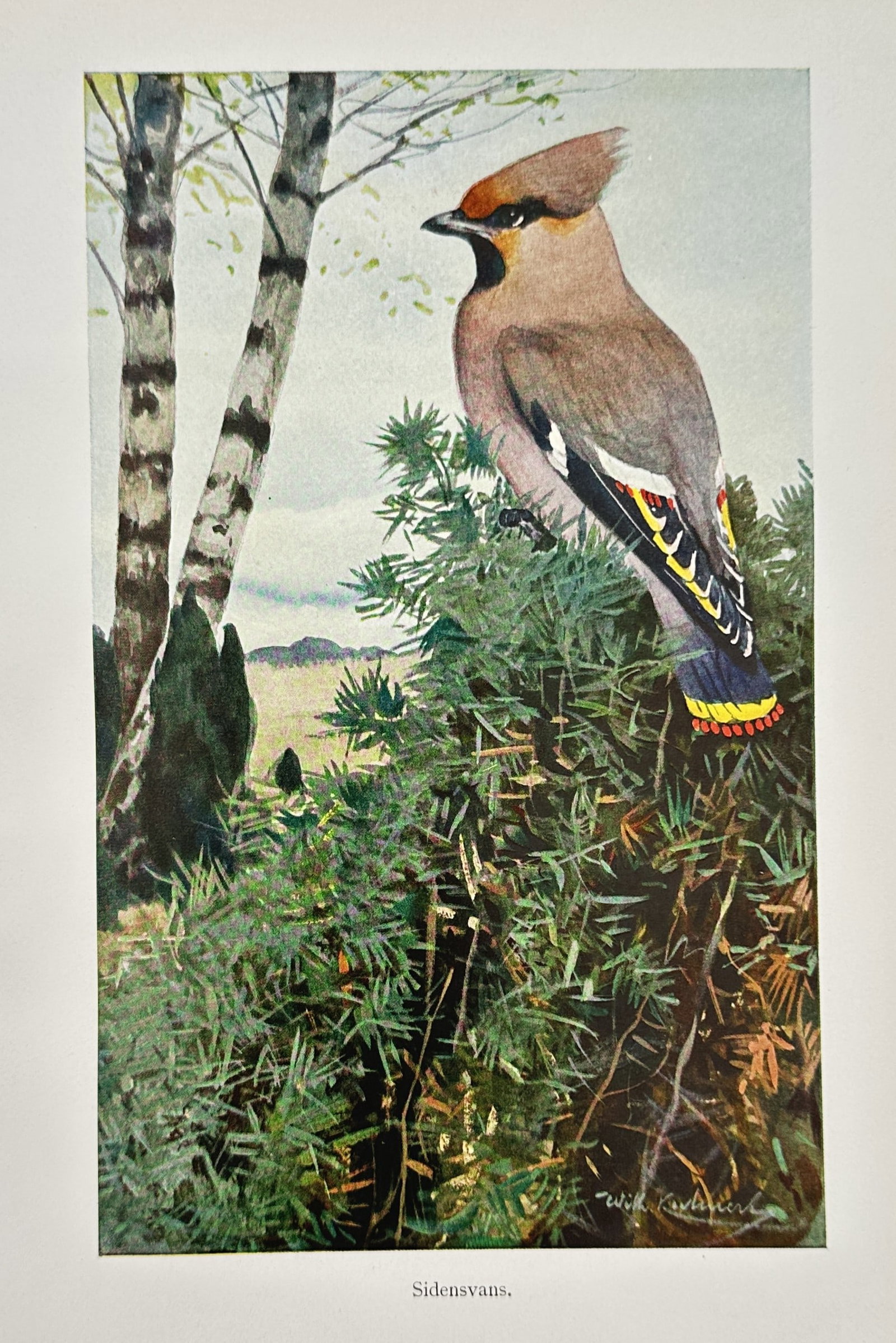 Wilhelm Kuhnert (1865–1926) – Study of a Bohemian Waxwing – Lithograph (1905) (1 of 2)