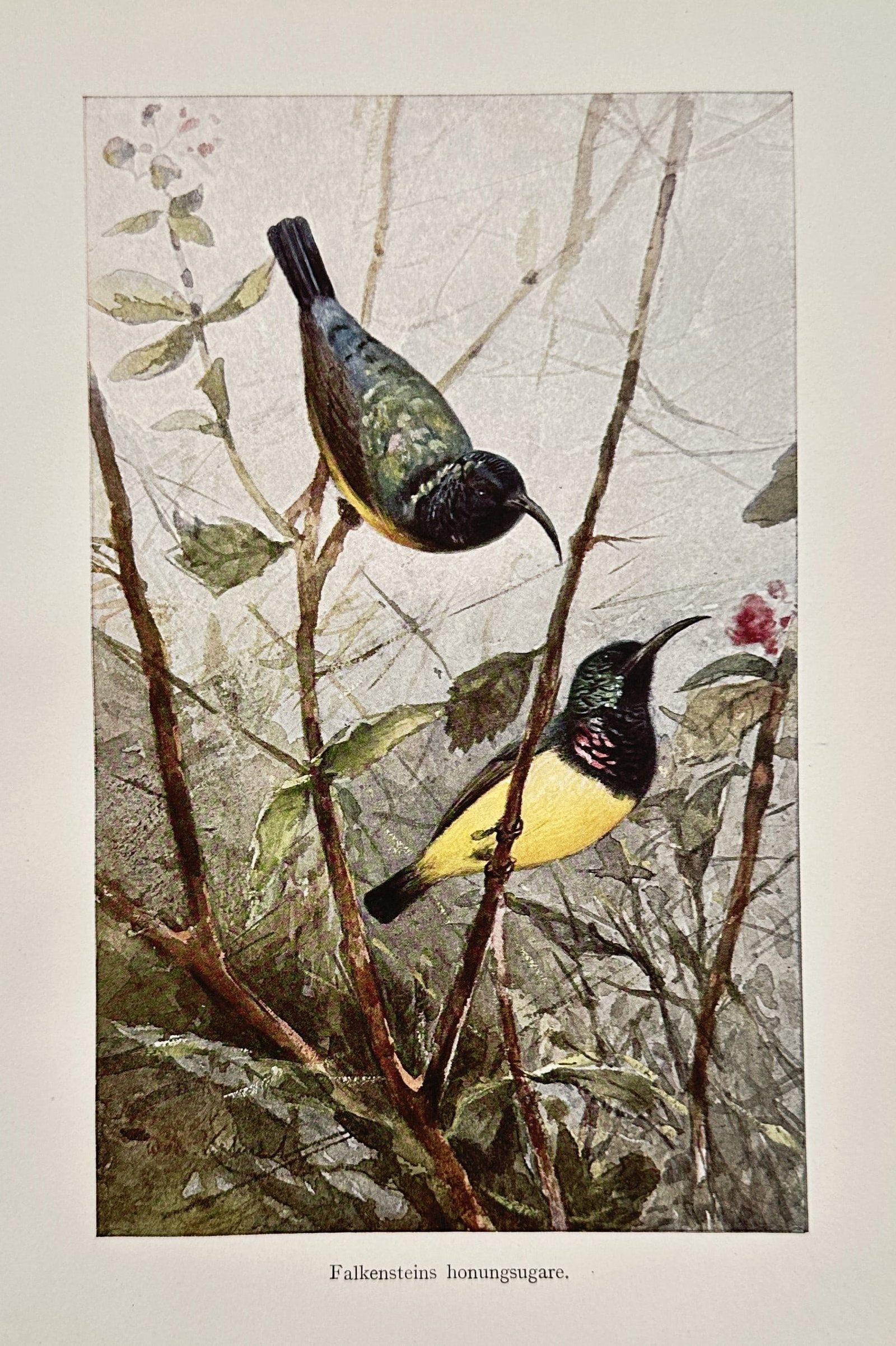 Wilhelm Kuhnert (1865–1926) – Study of Falkenstein’s Sunbirds – Lithograph (1905): "Falkensteins honungsugare" depicts a pair of sunbirds perched on delicate branches within a misty forest setting, showcasing their decurved bills and vibrant plumage. This lithograph belongs to a Swe