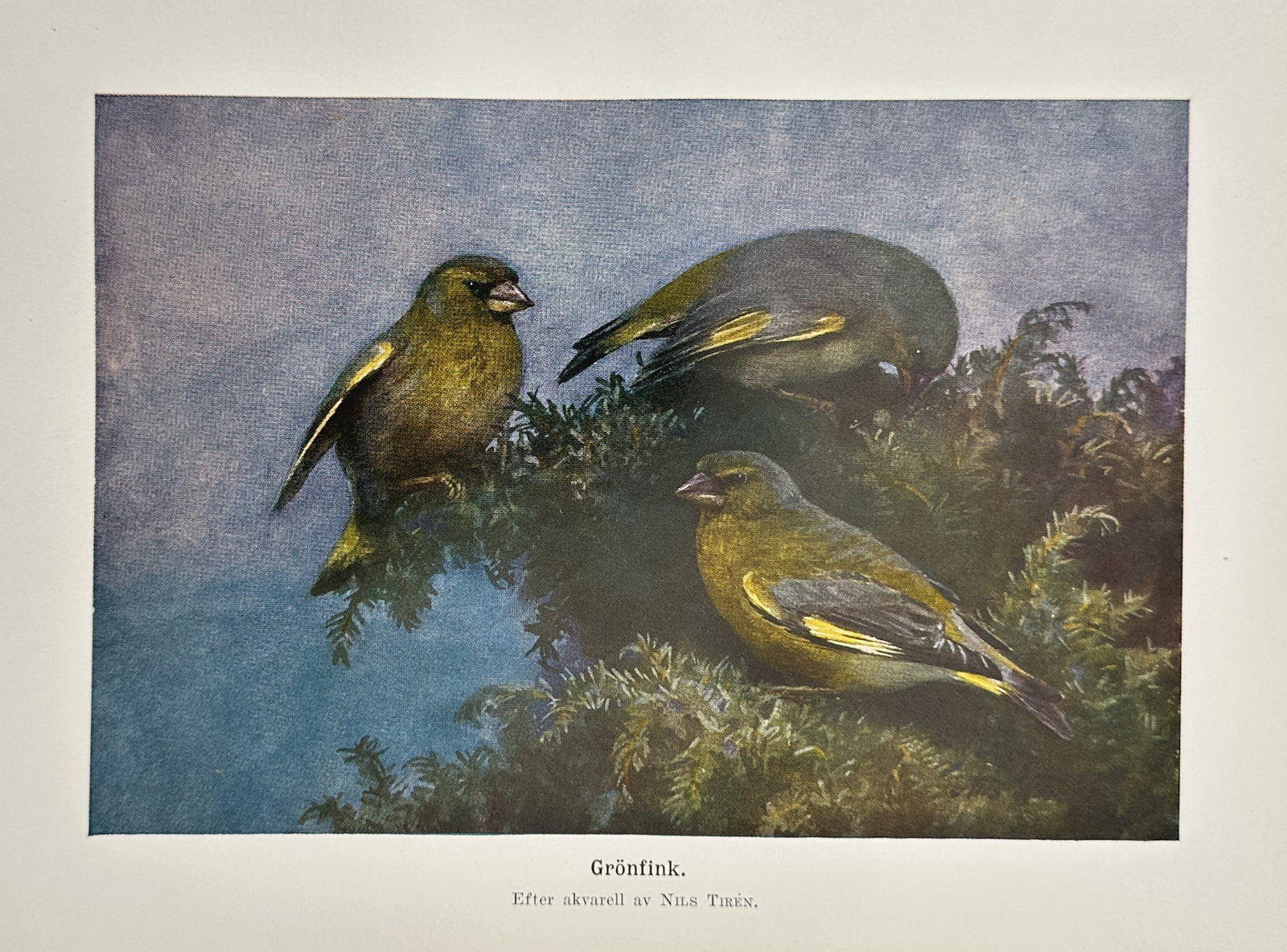Nils Tirén (1885–1935), after – Study of European Greenfinches – Offset print (20th Century): "Grönfink" illustrates three greenfinches perched within the dense branches of a coniferous tree, showcasing their olive-green plumage and yellow wing flashes against an atmospheric blue background. 