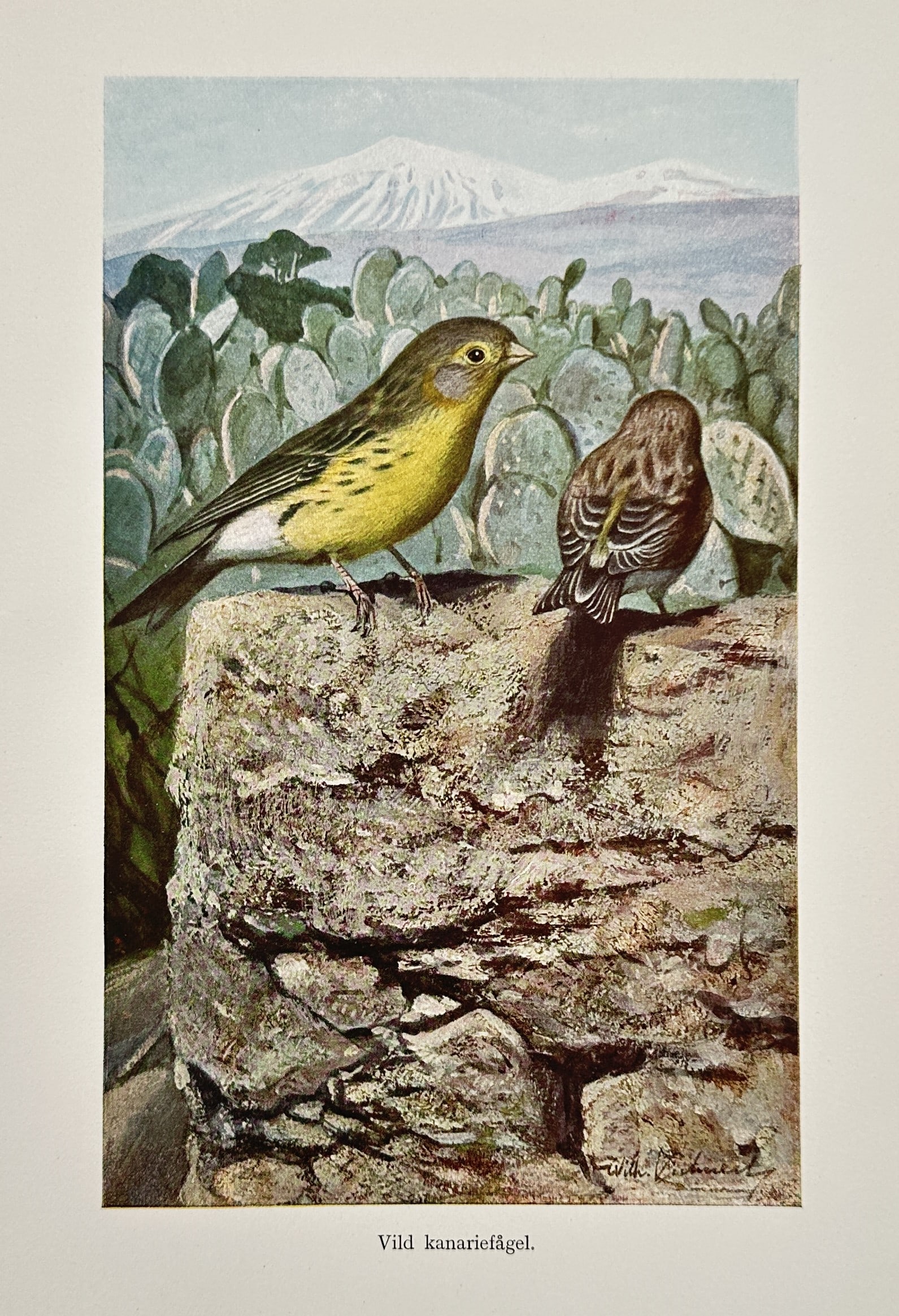 Wilhelm Kuhnert (1865–1926) – Study of Wild Canaries – Lithograph (1905): "Vild kanariefågel" depicts two wild canaries perched on a stone wall in their natural Macaronesian habitat, with prickly pear cacti and a snow-capped volcanic peak in the background. This lithograph