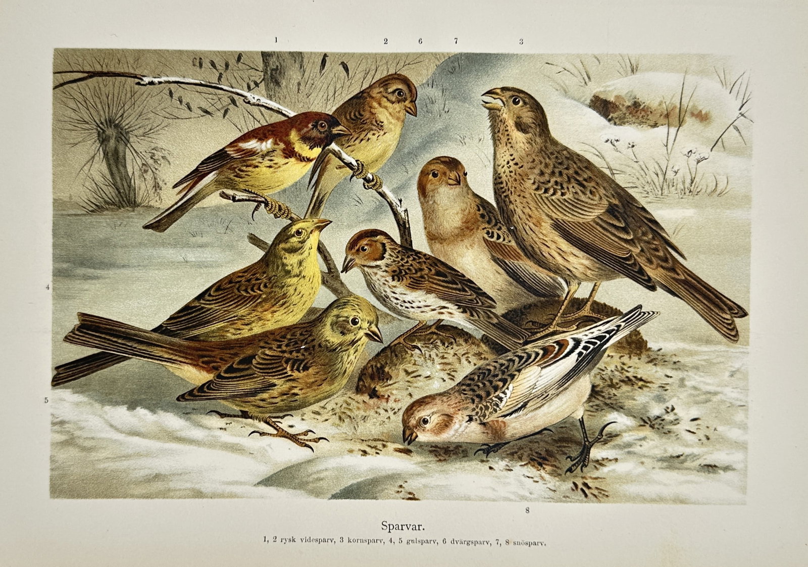 Wilhelm Kuhnert (1865–1926) – Comparative Study of Sparrows and Finches – Lithograph (1905): "Sparvar" depicts a group of eight various sparrow and bunting species gathered in a wintry, snow-covered landscape. The composition illustrates different plumage variations among birds such as the tr