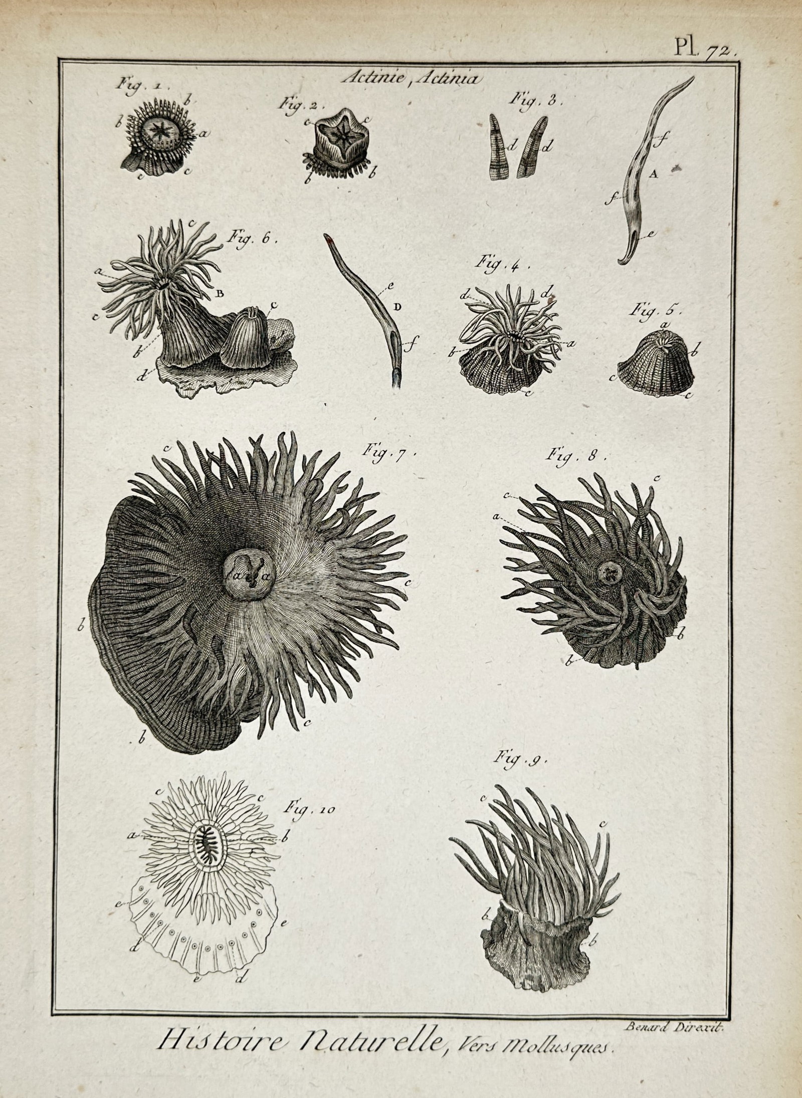 Robert Benard – Technical Study of Sea Anemones and Marine Invertebrates – Copper engraving: "Histoire Naturelle, Vers Mollusques" illustrates various species of sea anemones and marine invertebrates, providing detailed views of their polyp structures, tentacles, and internal oral discs. This