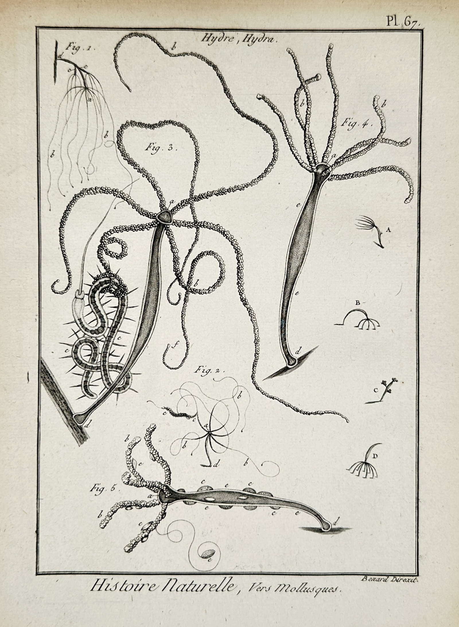 Robert Benard – Technical Study of Freshwater Hydras – Copper engraving (1771): "Histoire Naturelle, Vers Mollusques" illustrates various species and life stages of the freshwater hydra, depicting their tubular bodies and elongated tentacles used for locomotion and capturing prey