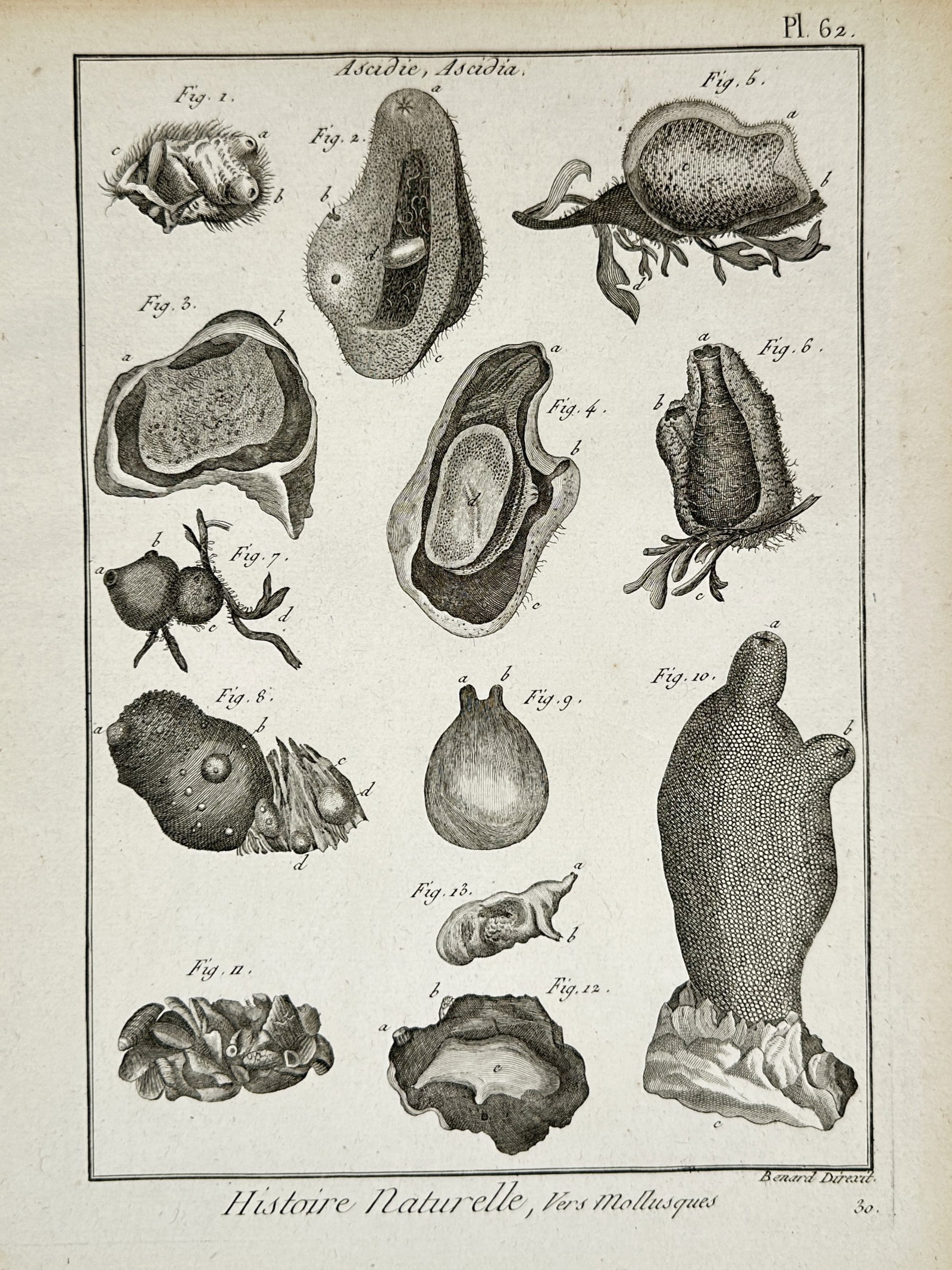 Robert Benard – Technical Study of Marine Mollusks and Sea Slugs – Copper engraving (1771): "Histoire Naturelle, Vers Mollusques" illustrates several species of marine gastropods and sea slugs, providing detailed anatomical views of their external structures, including dorsal mantles, sensor