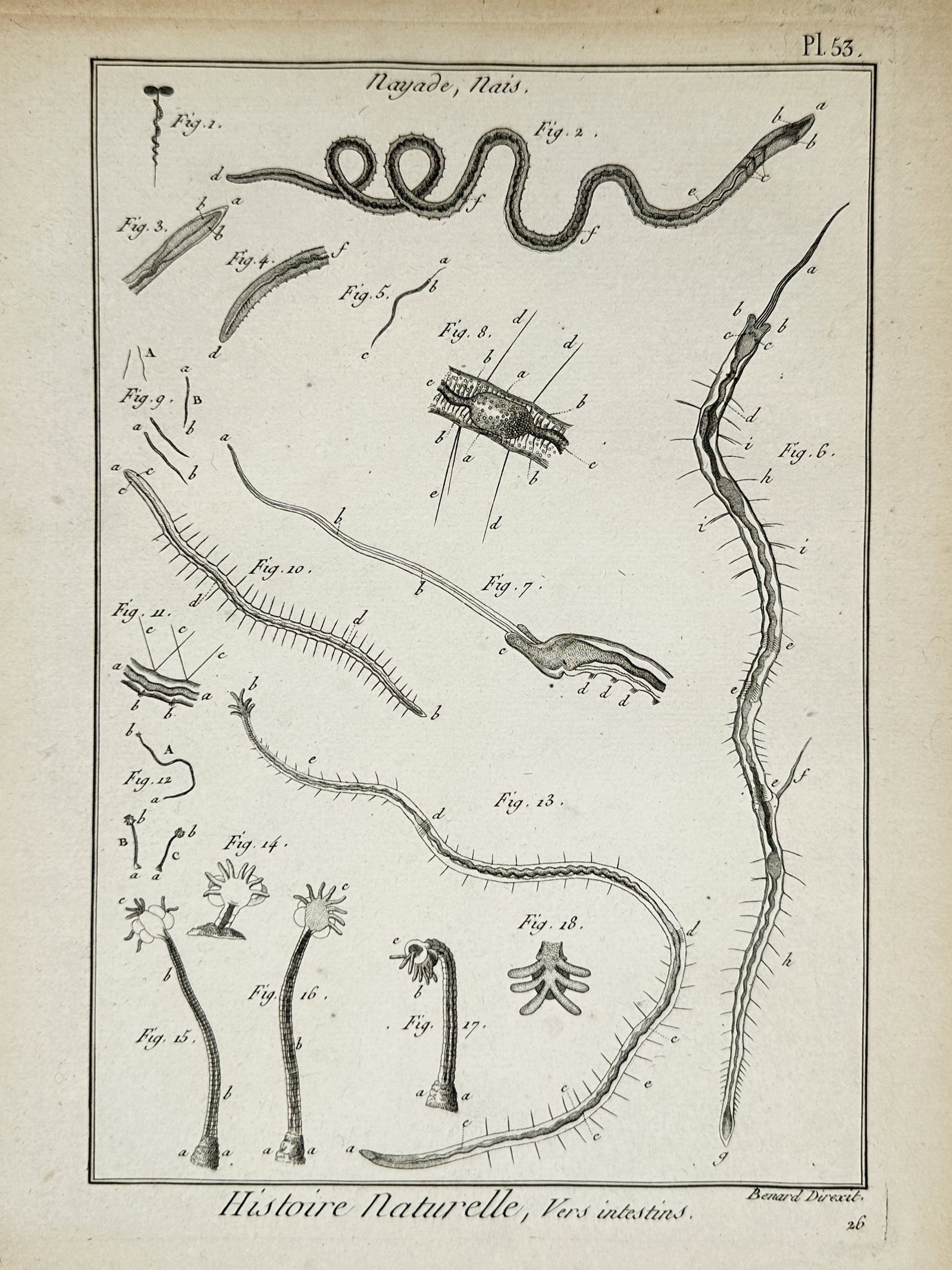 Robert Benard – Technical Study of Corals and Marine Zoophytes – Copper engraving (1771): "Histoire Naturelle, Corallines" illustrates various species of marine organisms formerly classified as zoophytes, including branched corals and seafans. The plate provides highly detailed renderings 