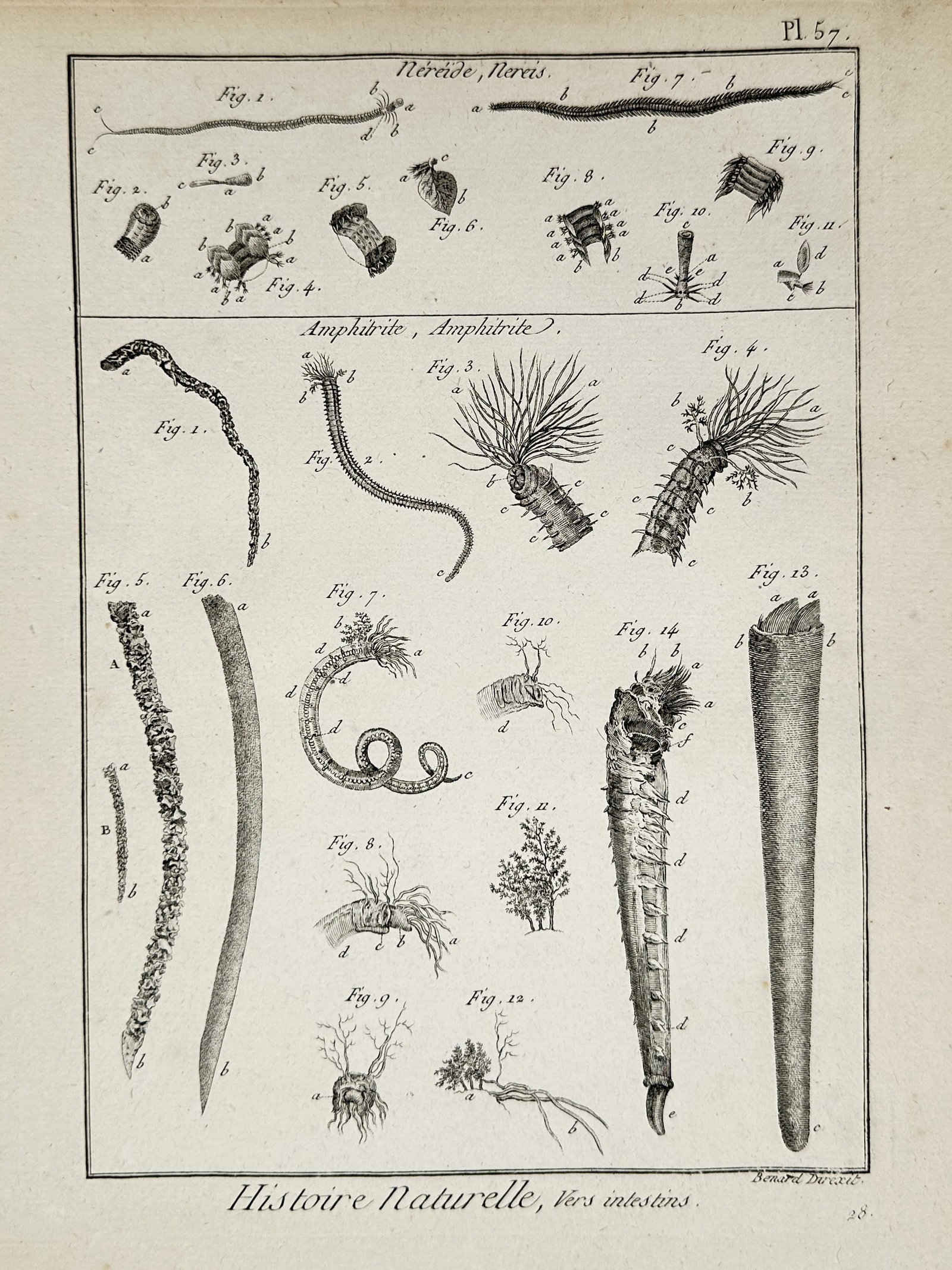 Robert Benard – Technical Study of Marine Polychaete Worms – Copper engraving (1771): "Histoire Naturelle, Vers intestins" depicts various marine annelids, specifically focusing on the genera Nereis and Amphitrite. The plate provides highly detailed renderings of these polychaete worms