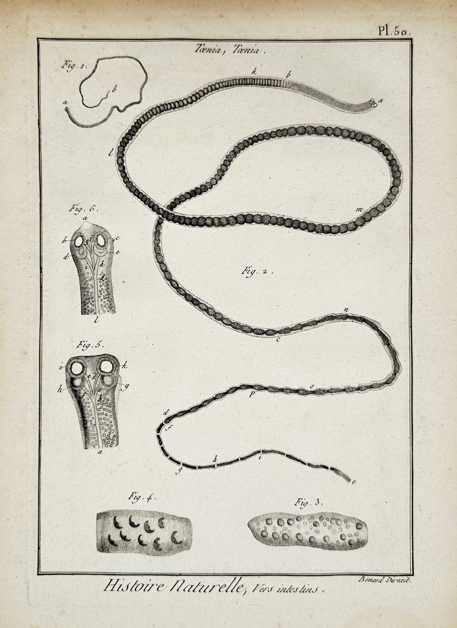Robert Benard – Technical Study of Marine Polychaete Worms – Copper engraving (1771): "Histoire Naturelle, Vers intestins" depicts various marine annelids, specifically focusing on the genera Nereis and Amphitrite. The plate provides highly detailed renderings of these polychaete worms
