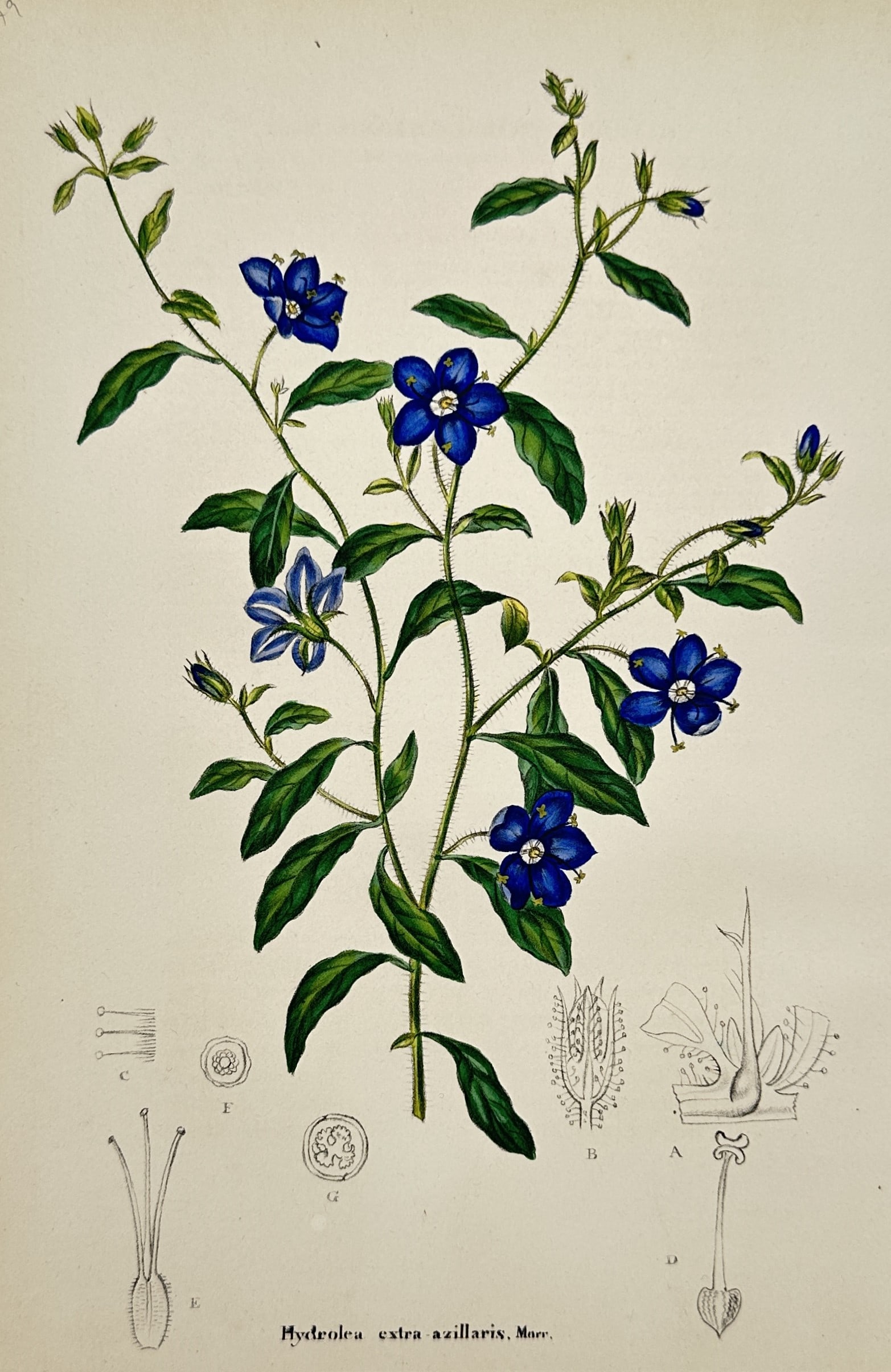 Charles François Antoine Morren – Study of Hydrolea extra-axillaris – Hand-coloured lithograph: "Hydrolea extra-axillaris, Morr." illustrates a botanical specimen with vibrant blue star-shaped flowers and lanceolate green leaves, accompanied by detailed monochromatic dissections of the floral re