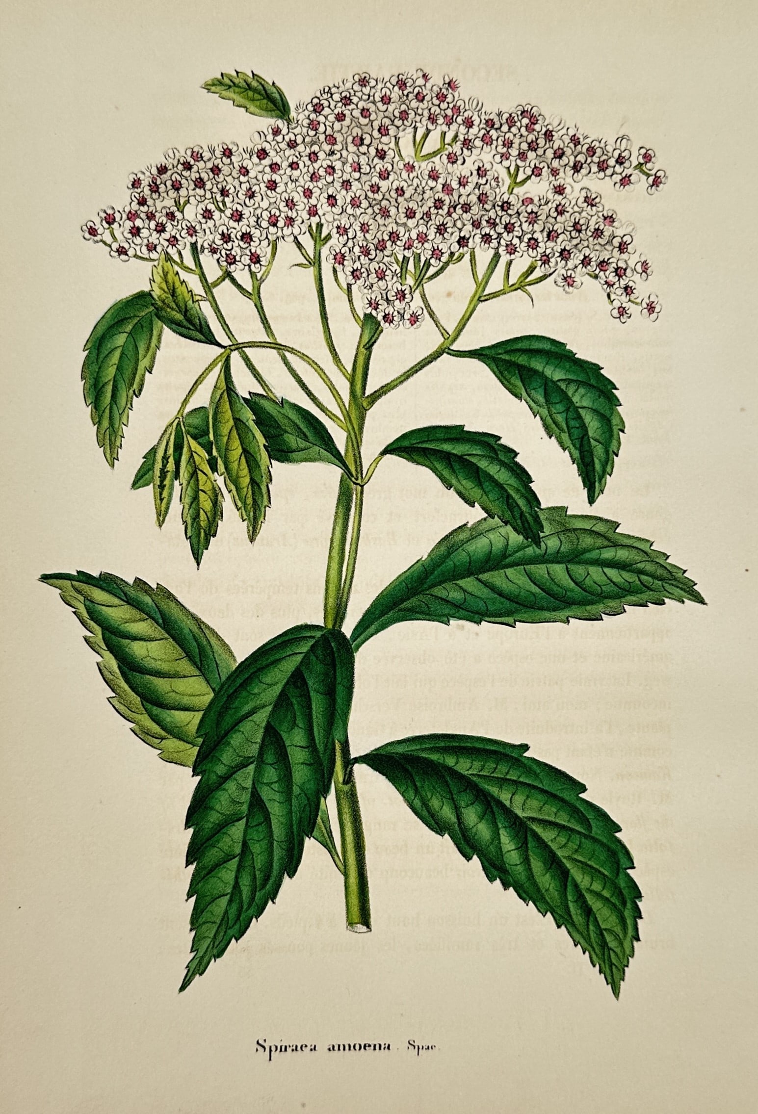 Alex Lagarde – Study of Spiraea amoena – Hand-coloured lithograph (1845): "Spiraea amoena, Spae" illustrates a botanical specimen featuring dense clusters of small white and pink flowers atop a central stem with serrated green leaves. This hand-coloured lithograph was publi