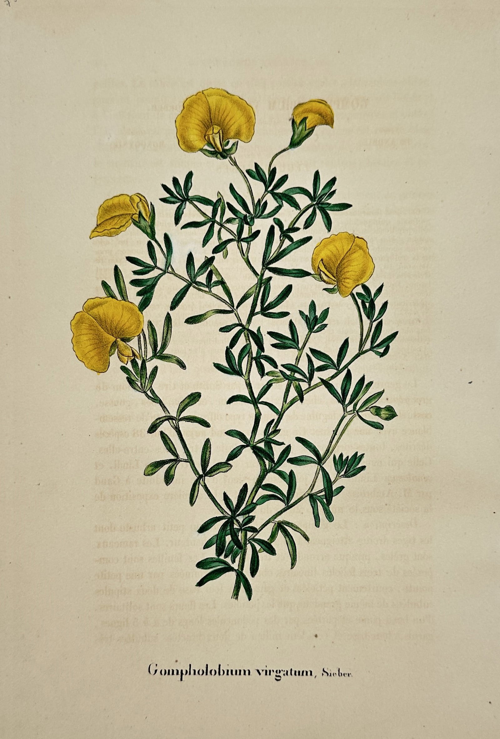 Alex Lagarde – Study of Gompholobium virgatum – Hand-coloured lithograph (1845): "Gompholobium virgatum, Sieber." depicts a botanical study of a slender shrub characterized by its bright yellow pea-like flowers and narrow, trifoliate green leaves arranged along wiry stems. This ha