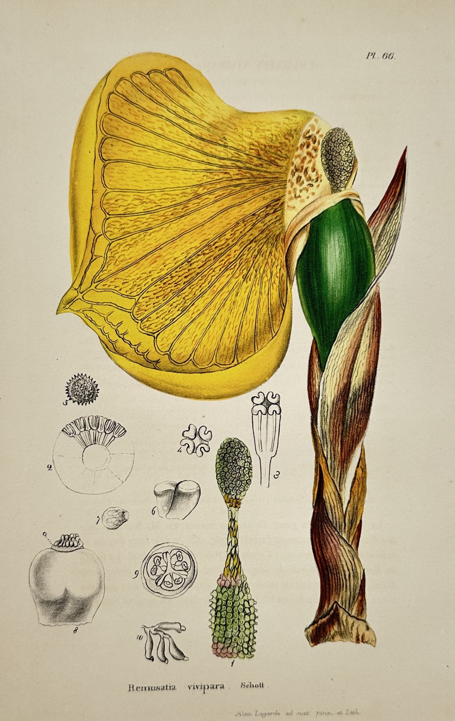 Alex Lagarde – Botanical Study of Remusatia Vivipara – Hand-coloured lithograph (1845): "Remusatia vivipara Schott" depicts a detailed botanical illustration of the hitchhiker elephant ear plant, featuring the spathe, spadix, and various anatomical dissections of the reproductive organs.