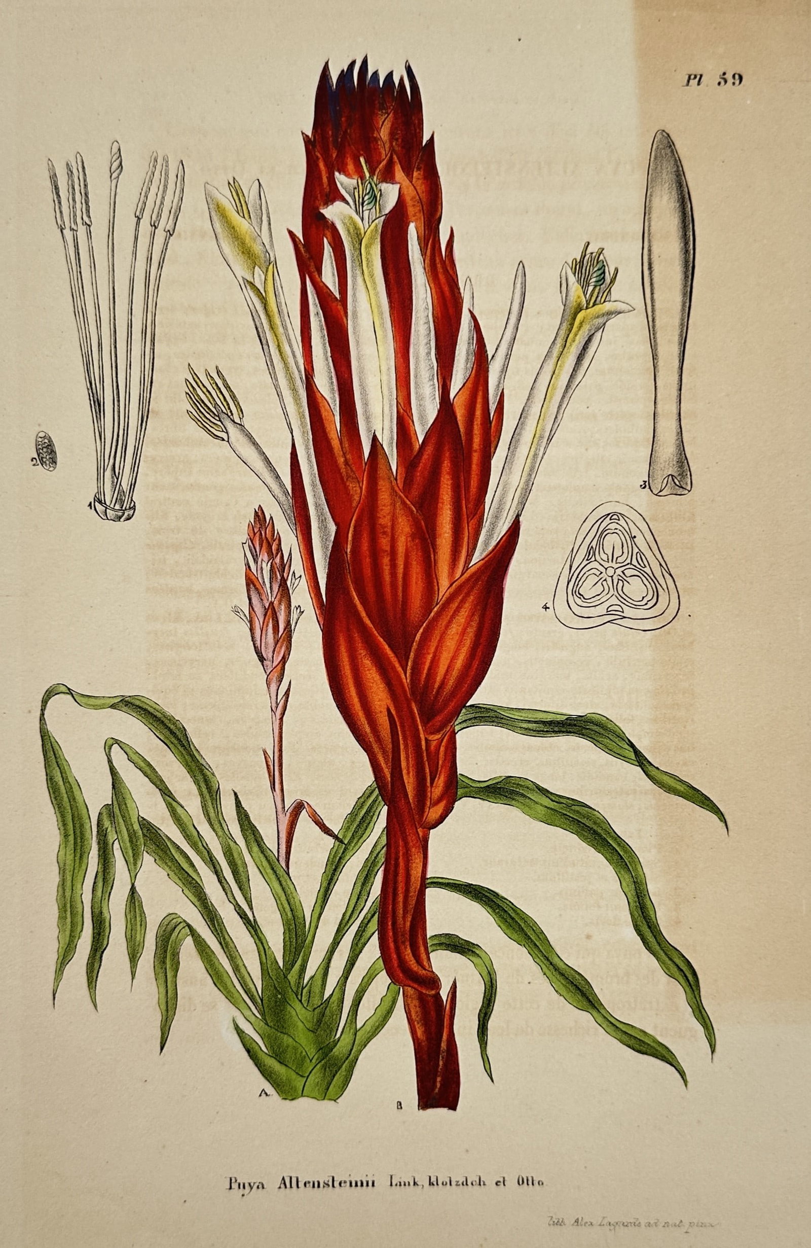 Alex Lagarde – Botanical Study of Puya Altensteinii – Hand-coloured lithograph (1845): "Puya Altensteinii Link, Klotzsch et Otto" illustrates a vibrant bromeliad species, showcasing the red bracts and white flowers alongside detailed anatomical dissections of the petals and reproductive