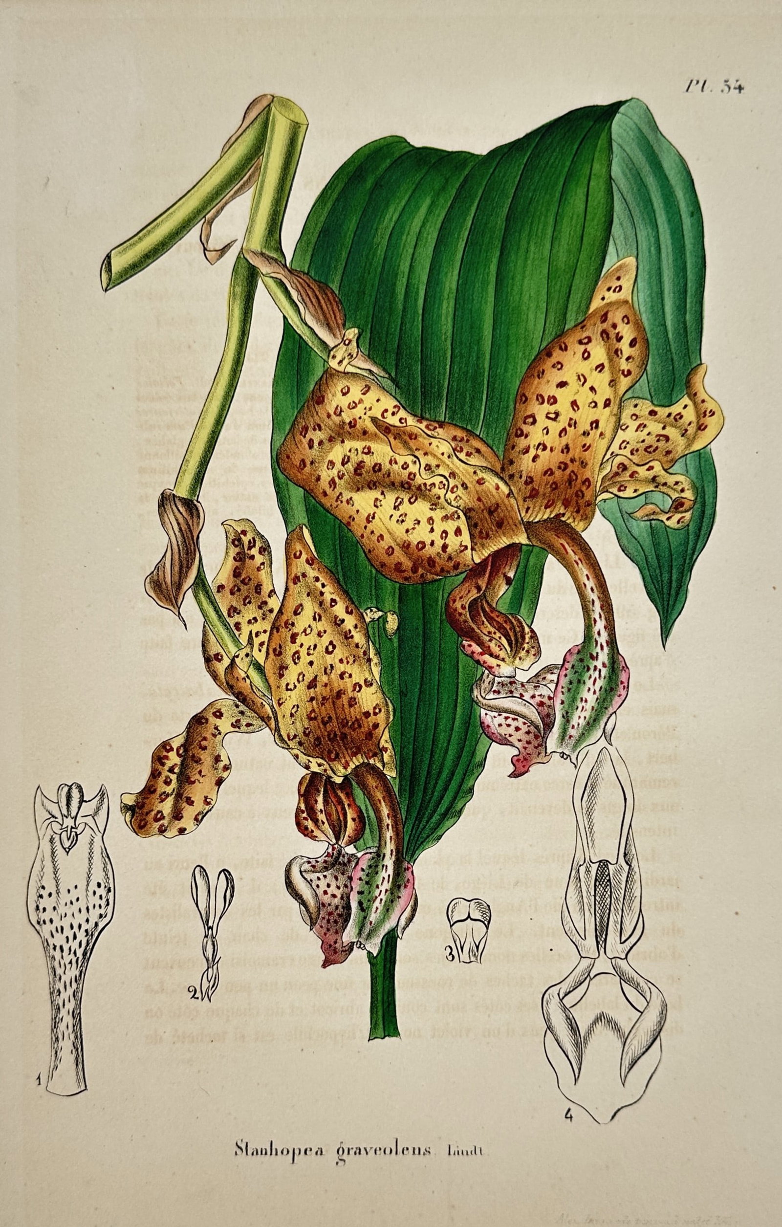 Alex Lagarde – Botanical Study of Stanhopea Graveolens – Hand-coloured lithograph (1845): "Stanhopea graveolens Lindl." depicts the intricate blooms of a scented orchid species, characterized by its spotted yellowish-orange petals and complex labellum, set against a broad green leaf. This 