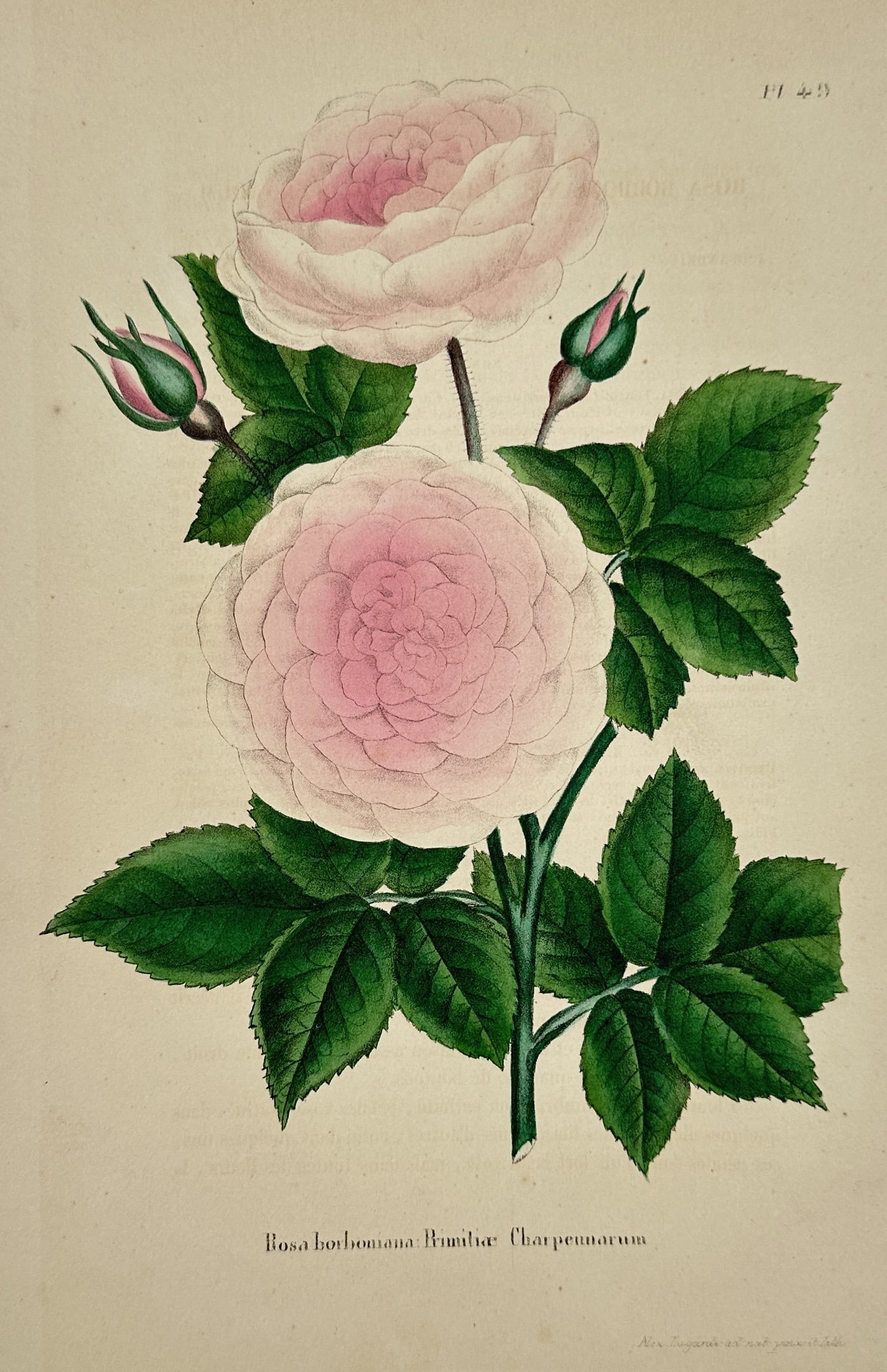 Alex Lagarde – Botanical Study of Dendrobium Moschatum – Hand-coloured lithograph (1845): "Dendrobium moschatum Wall." presents a detailed study of the musk-scented orchid, displaying its pendant raceme of pale orange flowers with distinctive dark-maroon blotches on the labellum. This hand