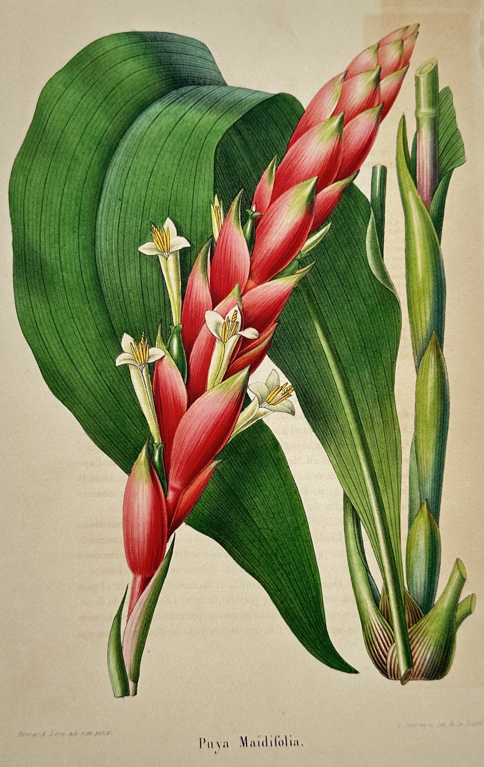 Guillaume Severeyns – Botanical Study of Puya Maidifolia – Hand-coloured lithograph (1845) (1 of 2)
