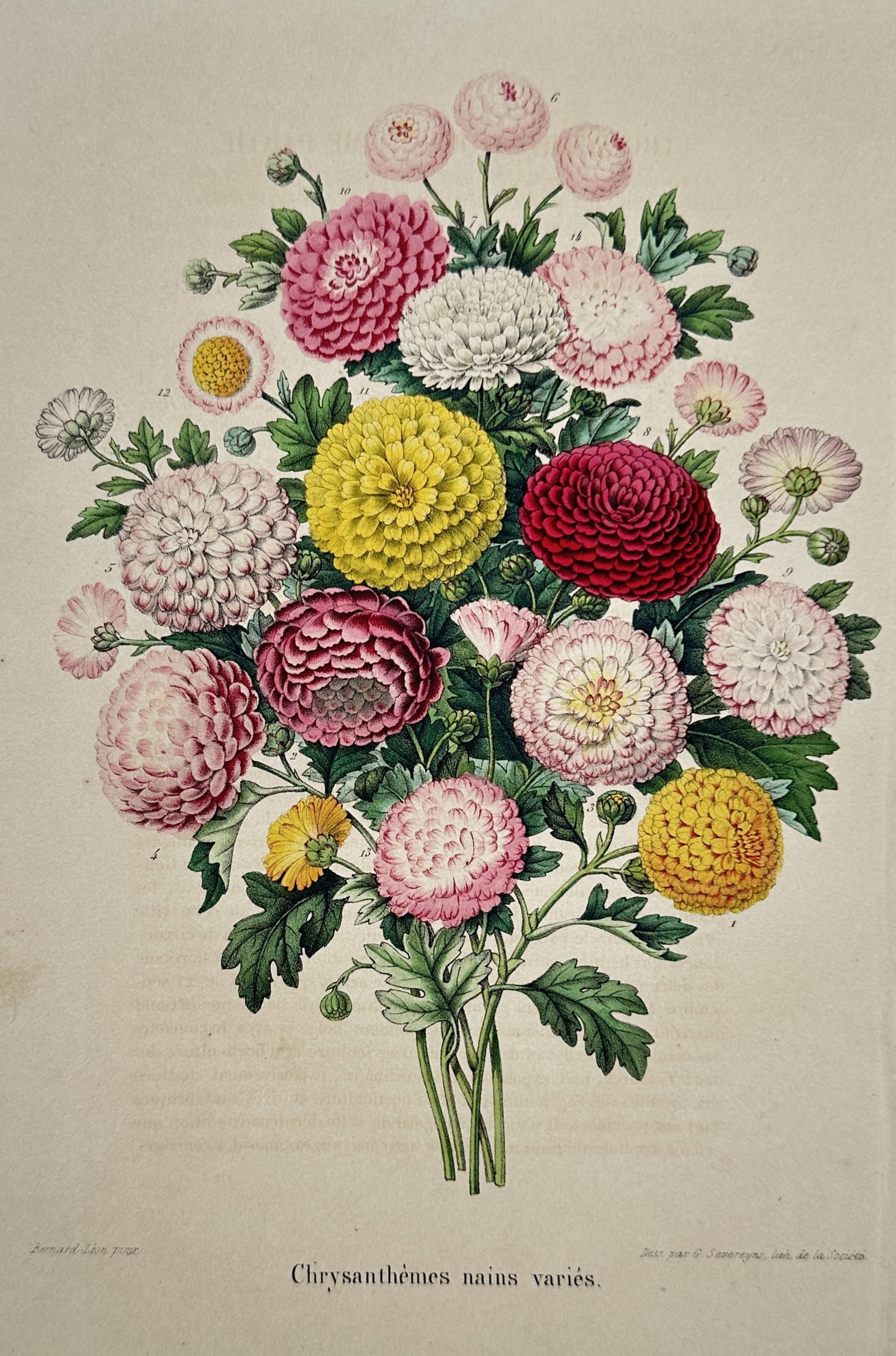 Guillaume Severeyns – View of Various Dwarf Chrysanthemums – Hand-coloured lithograph (1845): "Chrysanthemes nains varies" depicts a lush bouquet of dwarf chrysanthemums in a vibrant array of colours, including yellow, pink, white, and deep red. This hand-coloured lithograph was published in t