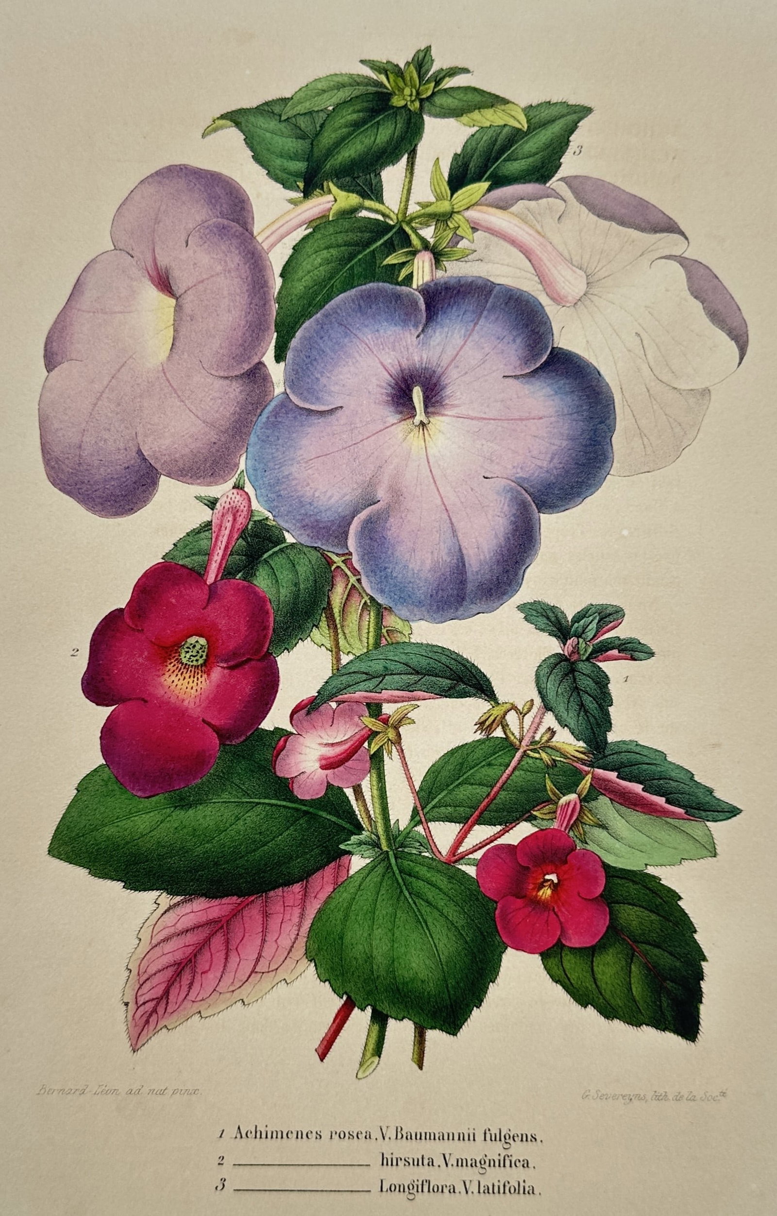 Guillaume Severeyns – Botanical Study of Achimenes Varieties – Hand-coloured lithograph (1845): "Achimenes rosea, hirsuta, longiflora" presents a composition of several varieties of the magic flower, displaying large blossoms in shades of lavender, violet, and deep crimson. This hand-coloured li