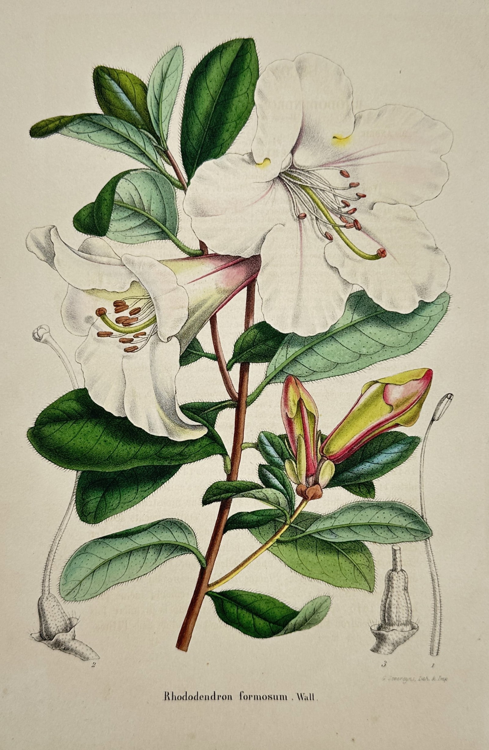 Guillaume Severeyns – Botanical Study of Rhododendron Formosum – Hand-coloured lithograph (1 of 2)